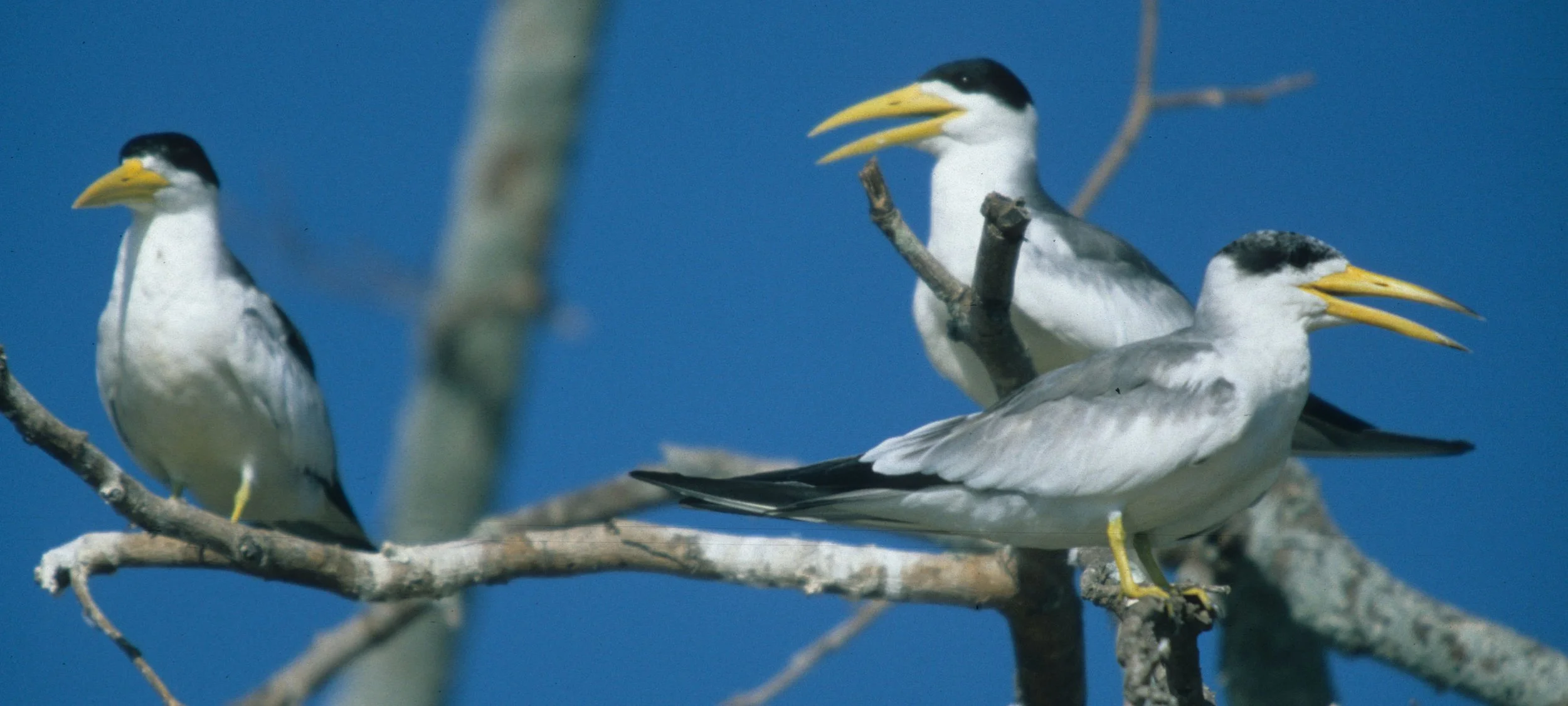 BIRD - TERN - LARGE BILLED - PANTANAL C.jpg