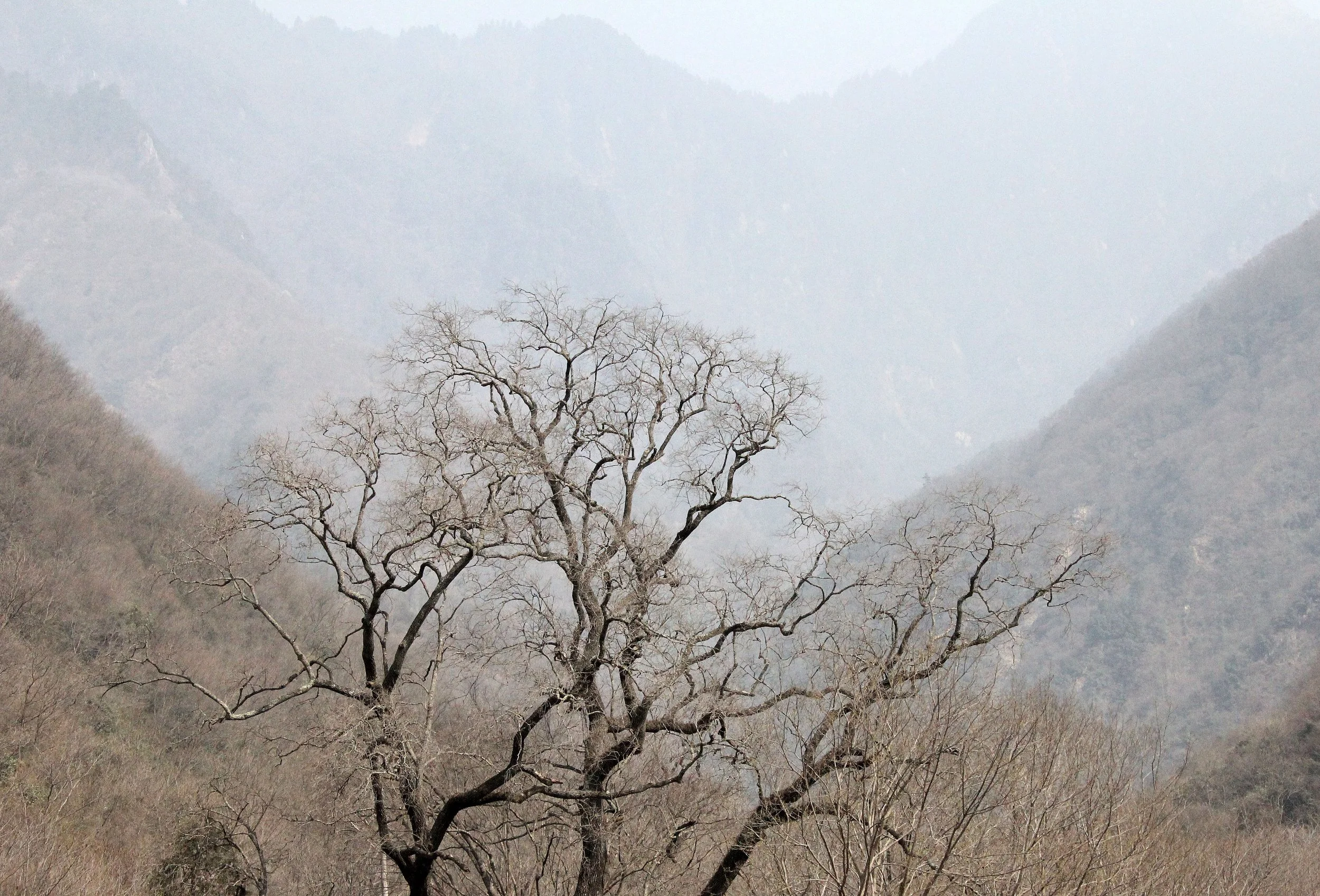 TANGJIAHE NATURE RESERVE, SICHUAN CHINA (39).JPG