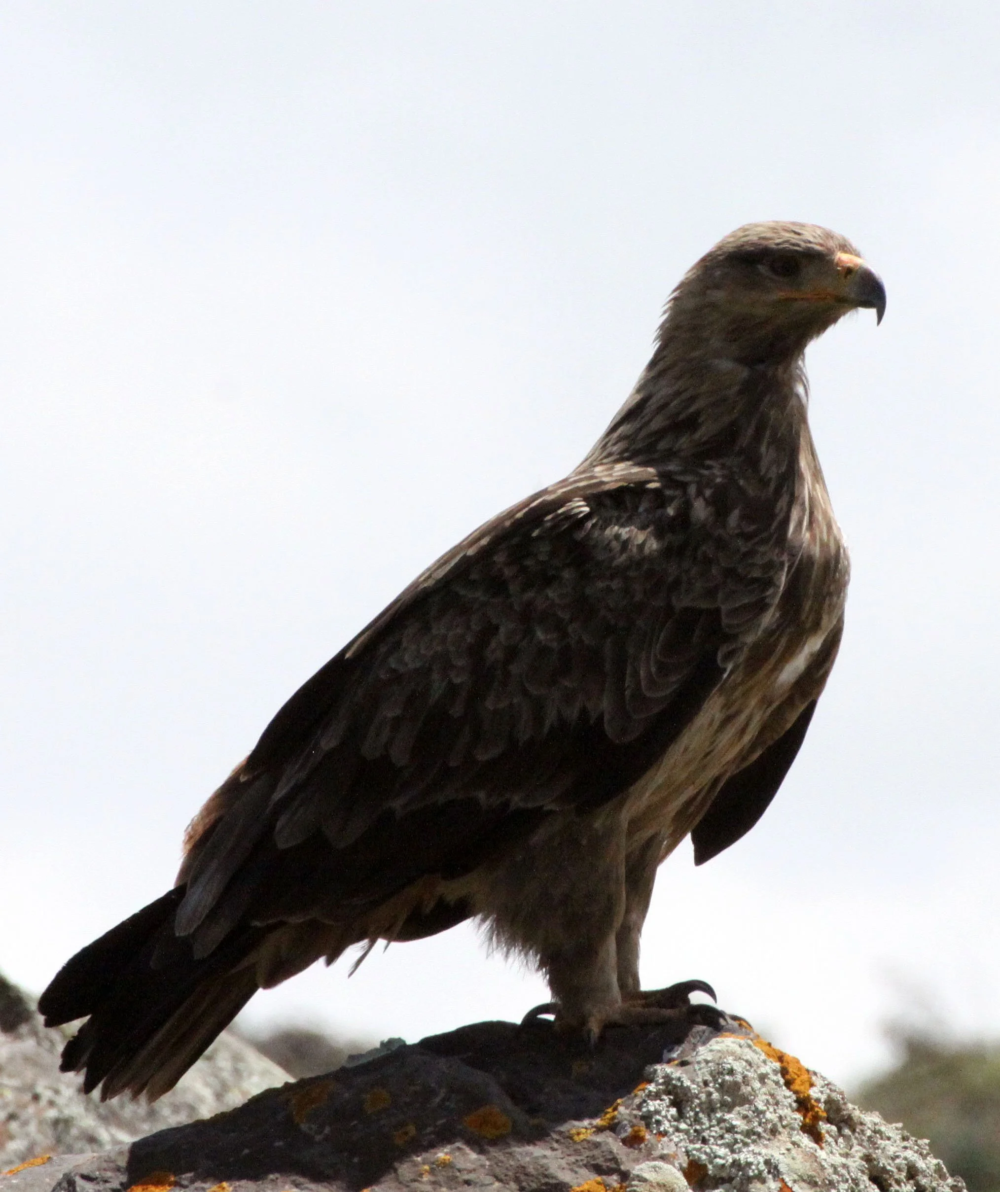 Aquila rapax - TAWNY EAGLE - BALE MOUNTAINS NATIONAL PARK ETHIOPIA (48).JPG