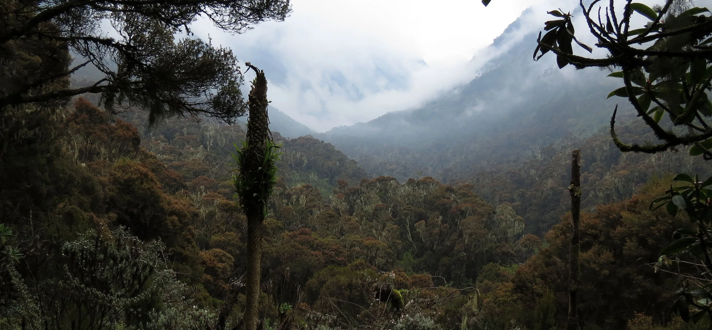 RWENZORI NATIONAL PARK UGANDA (173).JPG