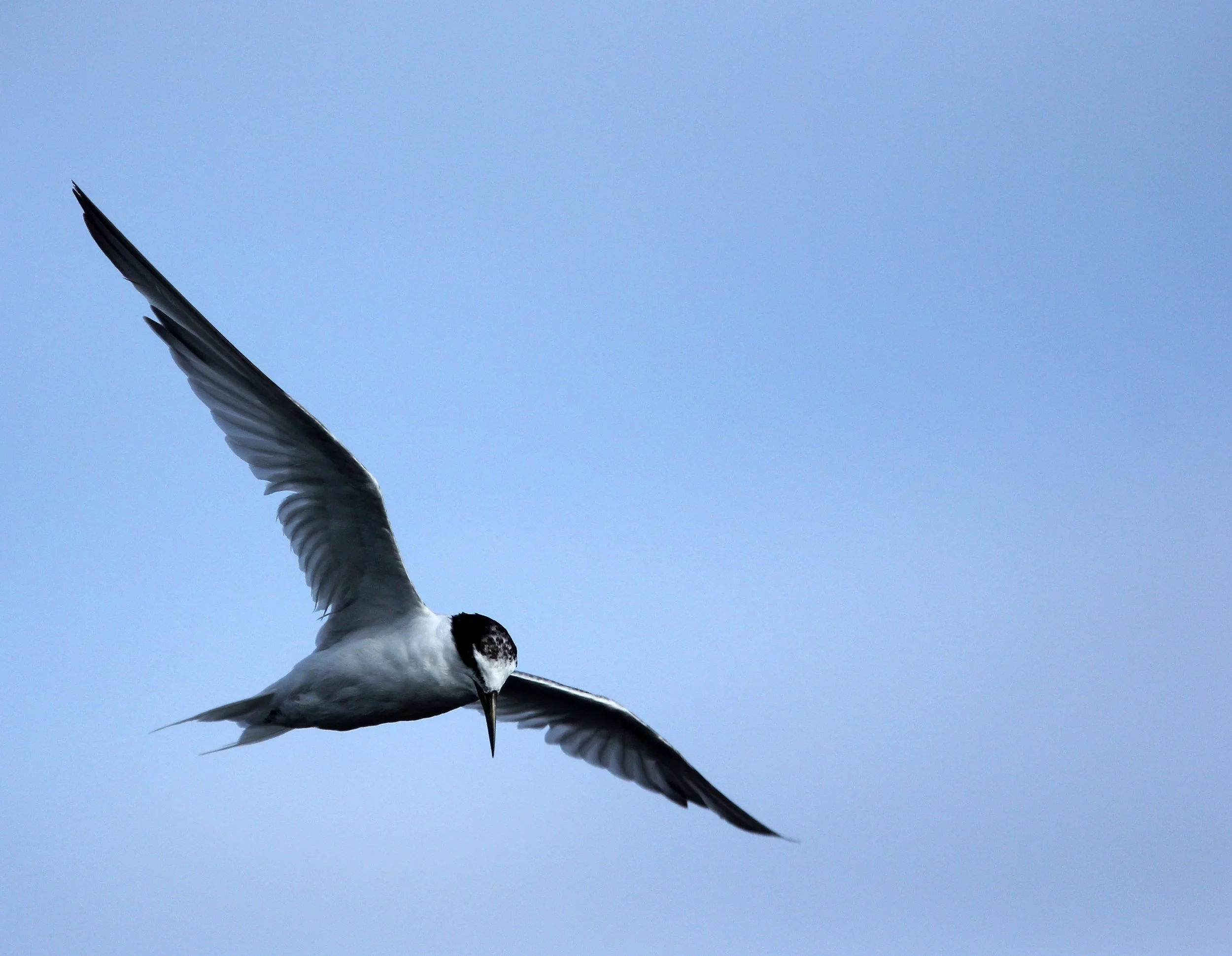 BIRD - TERN - WHISKERED TERN - THA KHAM BANGKOK (2).JPG