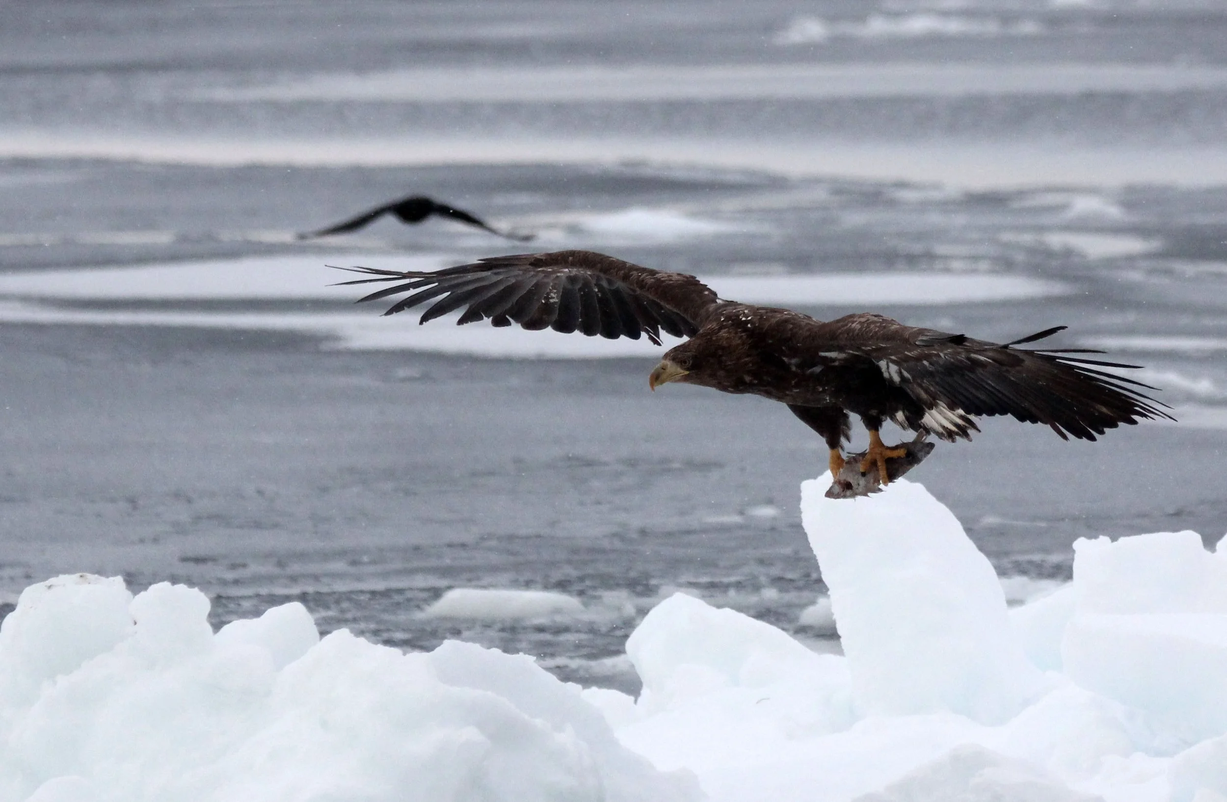 BIRD - EAGLE - WHITE-TAILED EAGLE - RAUSU, SHIRETOKO PENINSULA & NATIONAL PARK, HOKKAIDO JAPAN (120).JPG