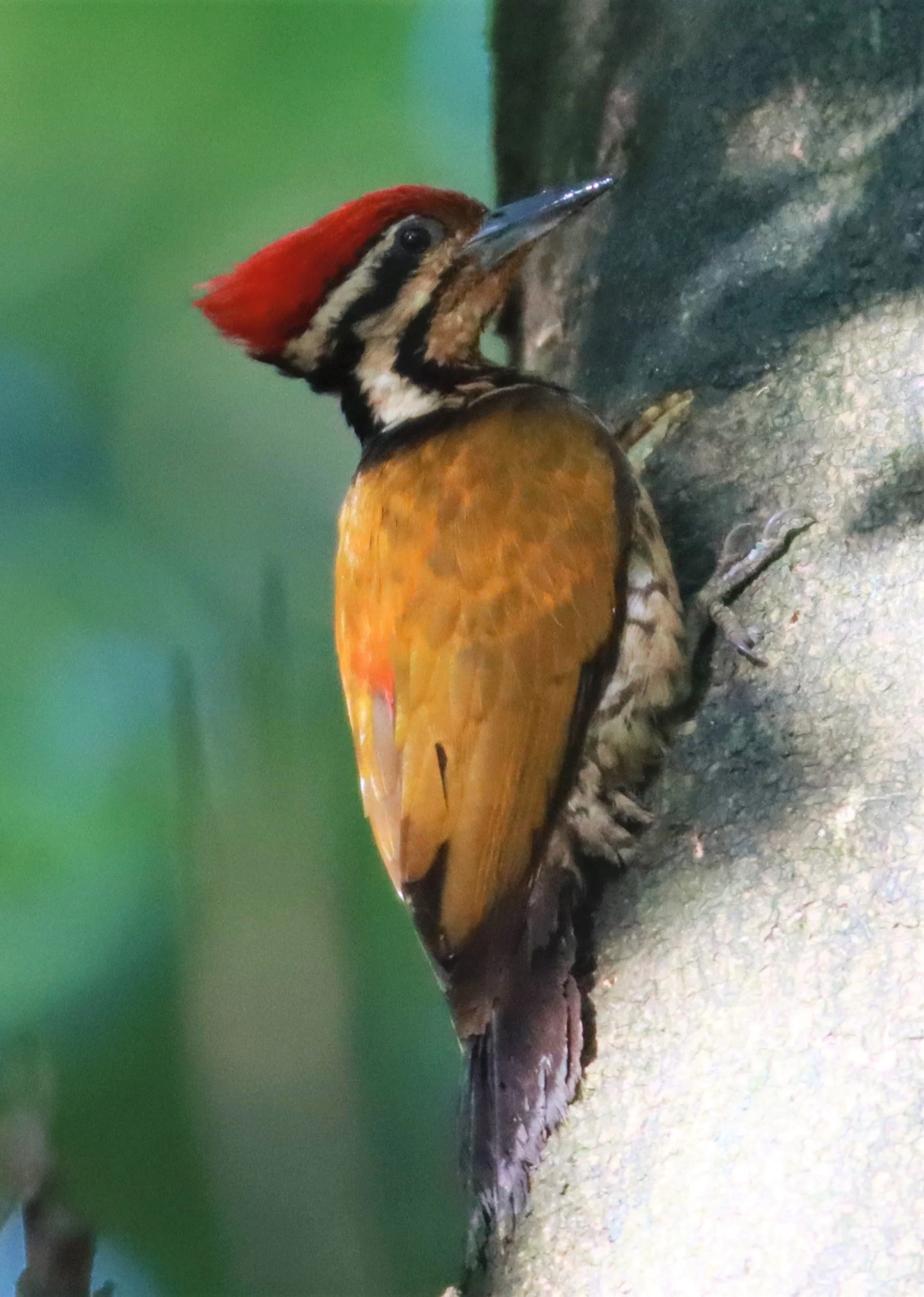 WOODPECKER - COMMON FLAMEBACK - Dinopium javenense - AO PHANG NGA NATIONAL PARK AREA (47).jpg