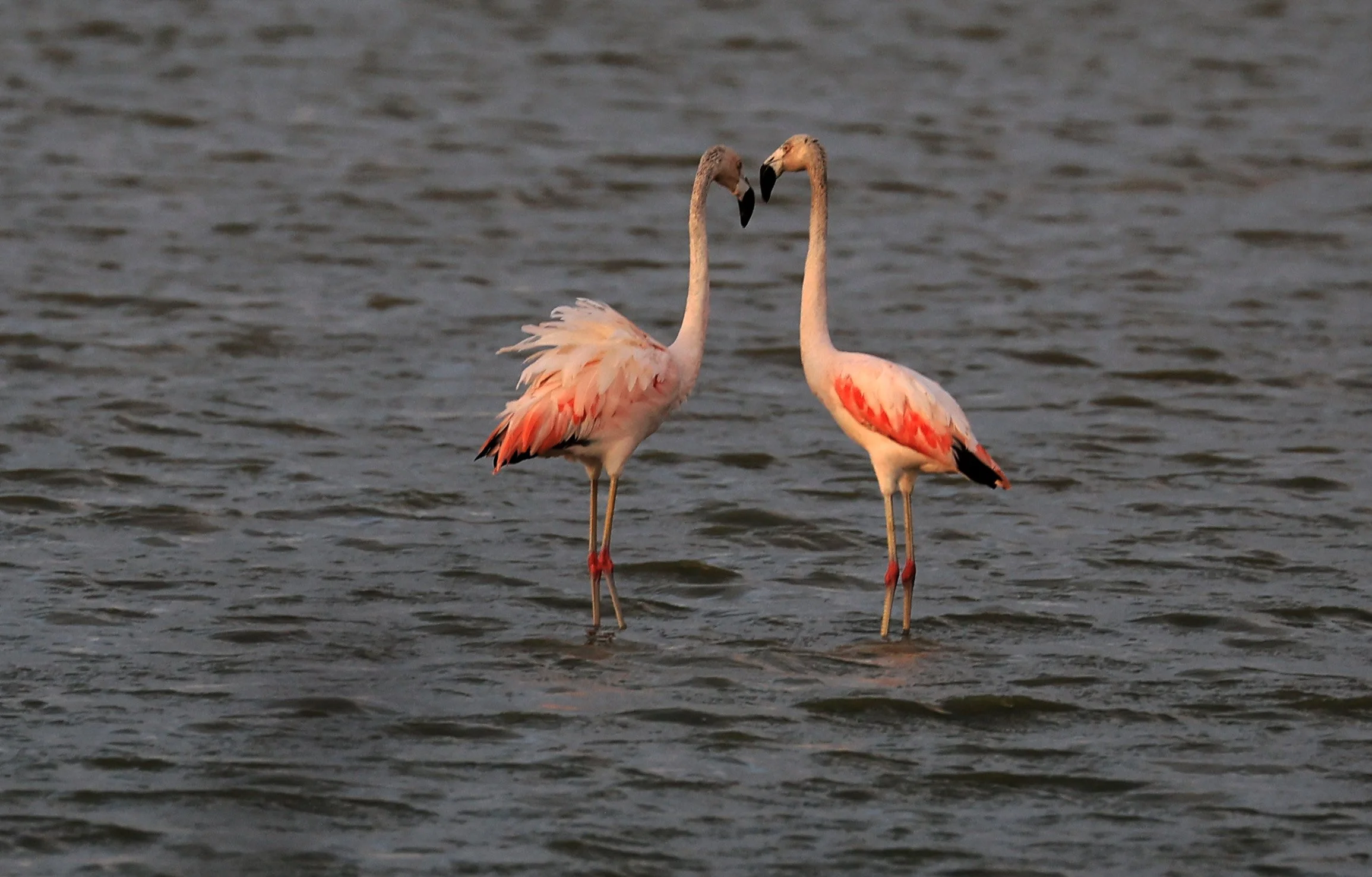 Chilean Flamingo (Phoenicopterus chilensis) Chaco Lodge & Laguna Salada Paraguay (57).jpg