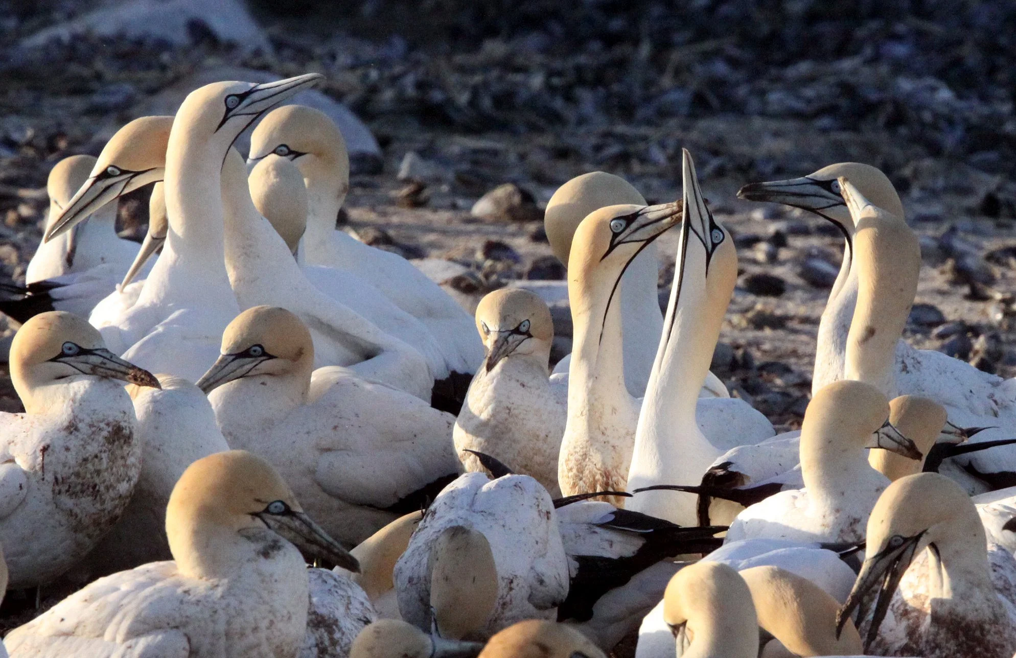Cape gannet (Morus capensis) Lambert's Bay South Africa (82).JPG