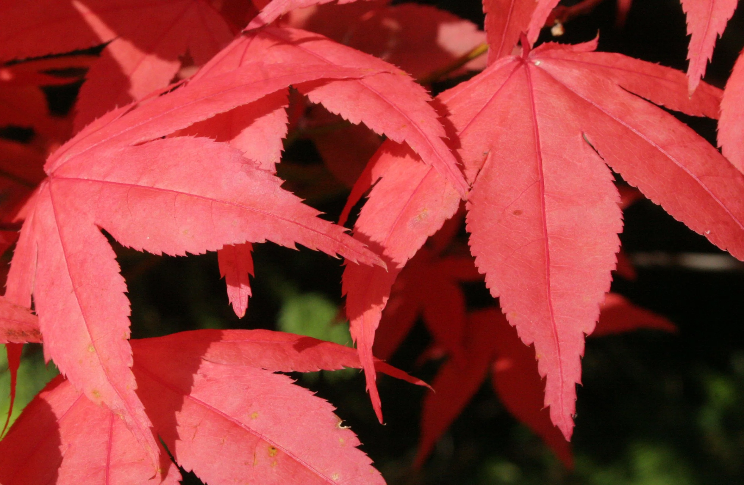 2008-10-26 MAPLE AND MERLOT - ELWHA RIVER VALLEY WA (4).JPG