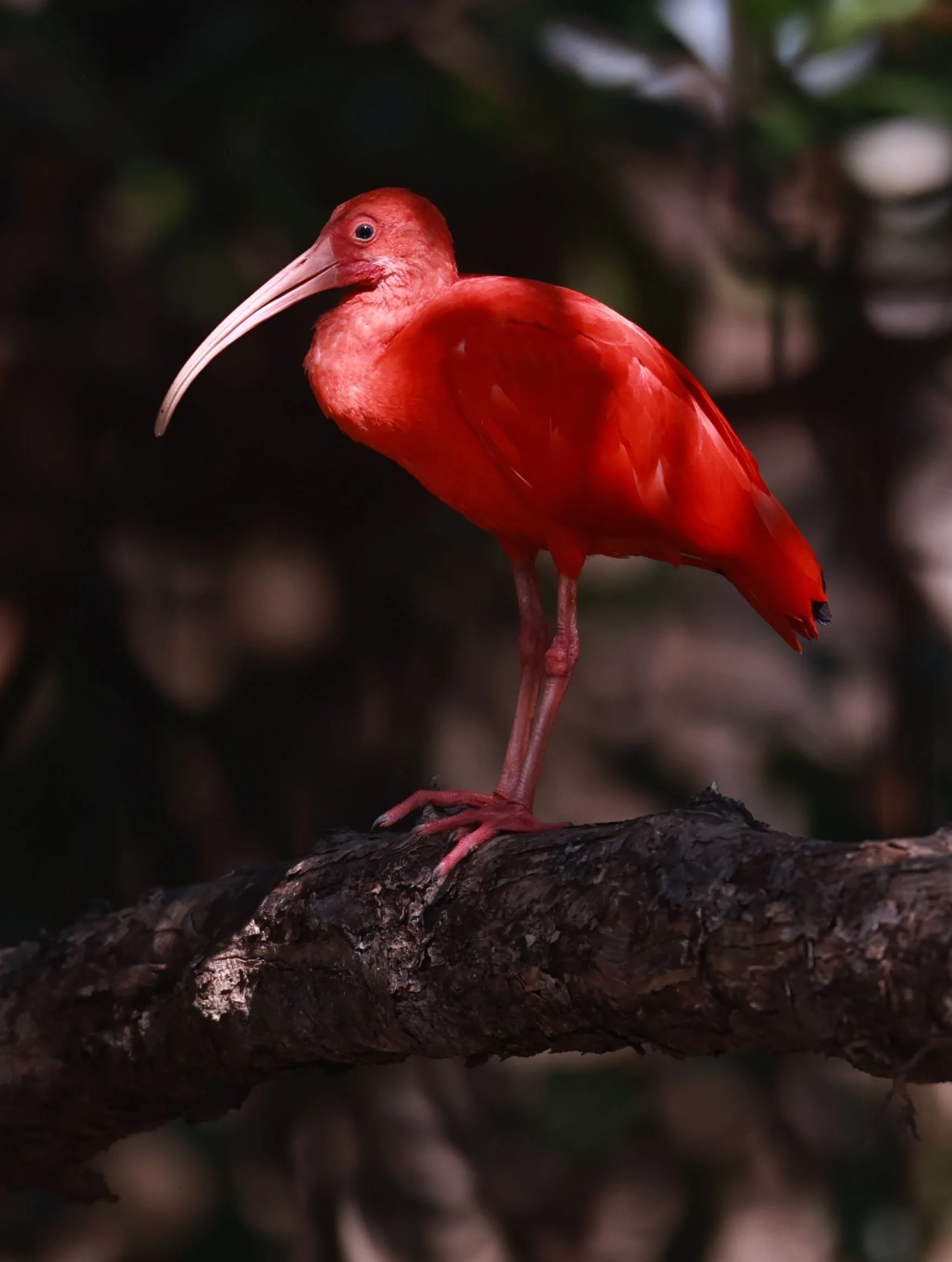 Ibis - Scarlet Ibis - Eudocimus ruber - 29 Songkaow Cafe, Chachoengsao Thailand (205).jpg