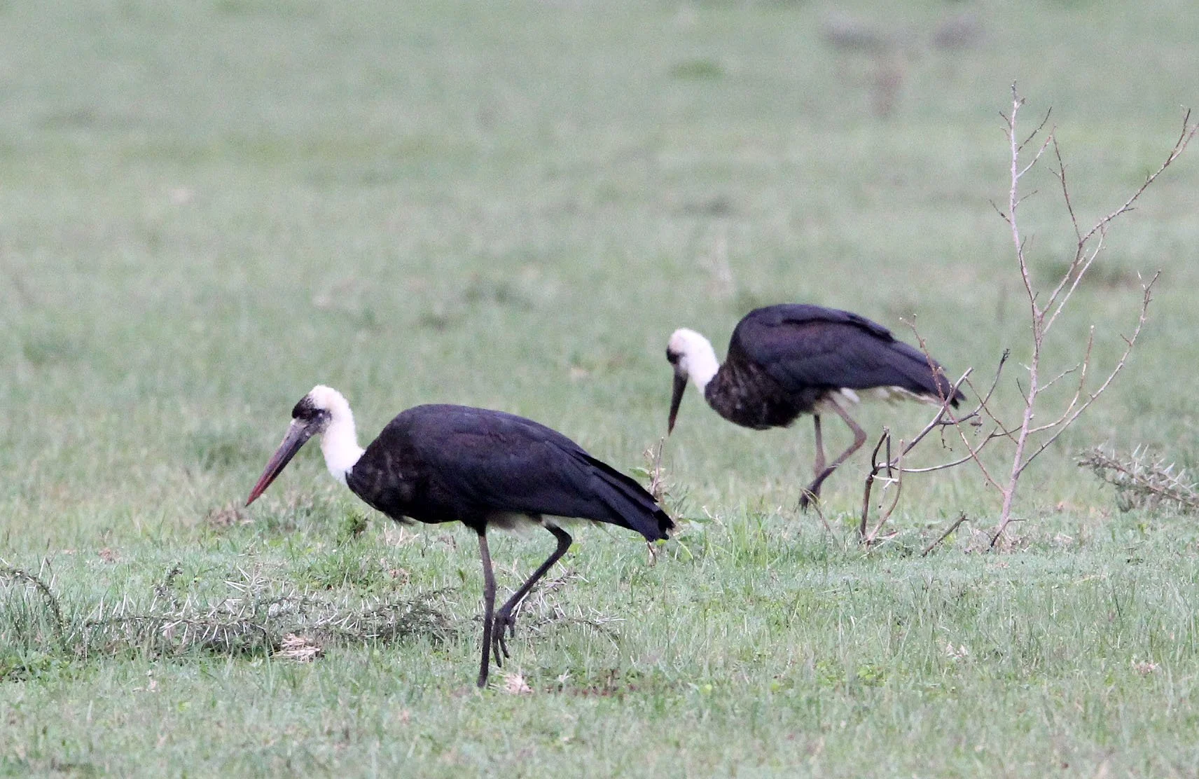 STORK - AFRICAN WOOLLY-NECKED STORK - Ciconia microscelis - LANGANO LAKE ETHIOPIA (7).JPG