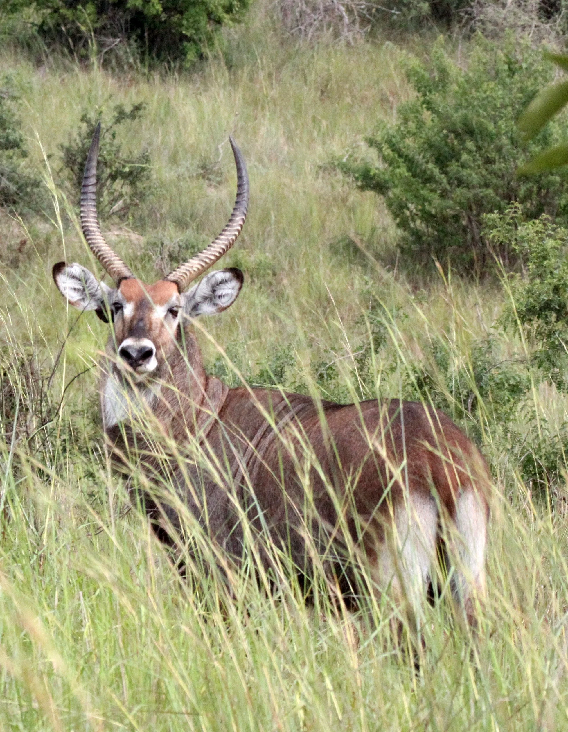 WATERBUCK - DEFASSA'S WATERBUCK - Kobus defassa - MURCHISON FALLS NP UGANDA (5).JPG