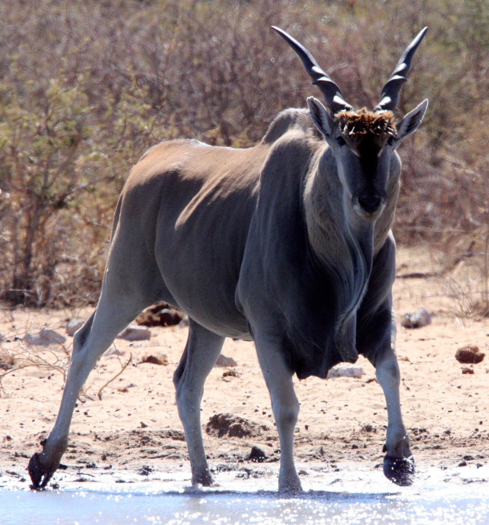 ELAND - LIVINGSTONE'S ELAND - Taurotragus oryx livingstonei - ETOSHA NATIONAL PARK NAMIBIA (32).JPG