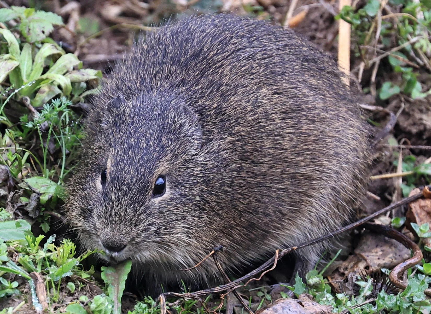 Brazilian Guinea Pig or Cavy (Cavia aperea) Reserva Natural Ceibas, Entre Rios, Argentina (221).jpg