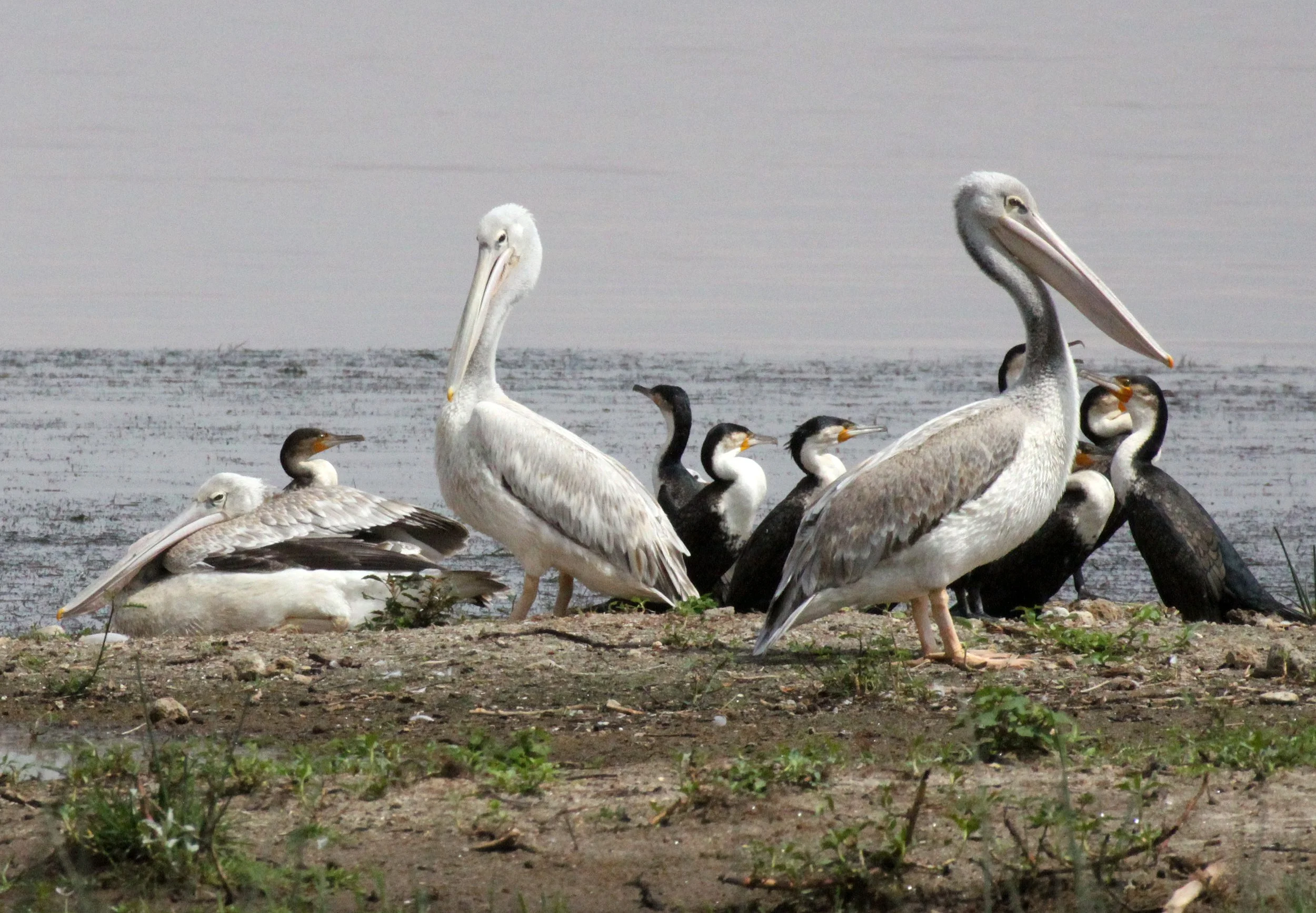 Pelecanus rufescens - PINK-BACKED PELICAN - LANGANO LAKE ETHIOPIA (10).JPG
