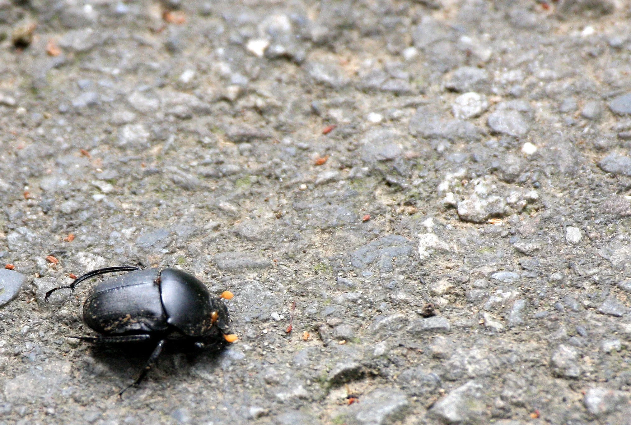 INVERT - COLEOPTERA - SCARABAEIDAE - ONITIS SPECIES - TAIWAN.JPG