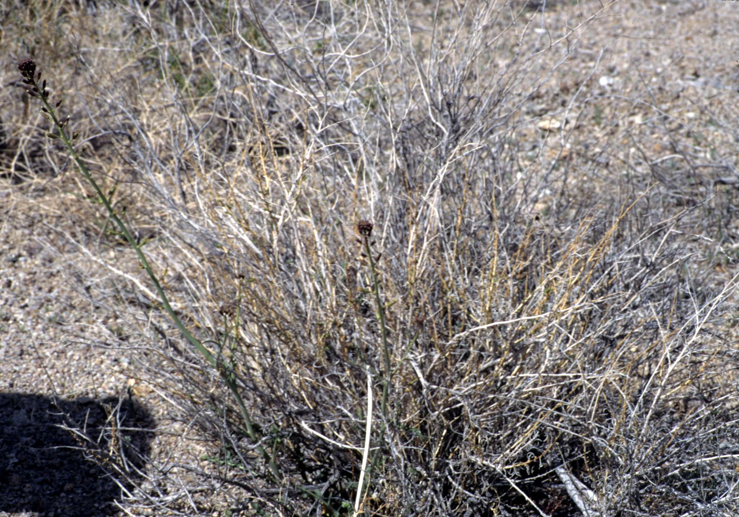 DEATH VALLEY - RAPE PLANT.jpg