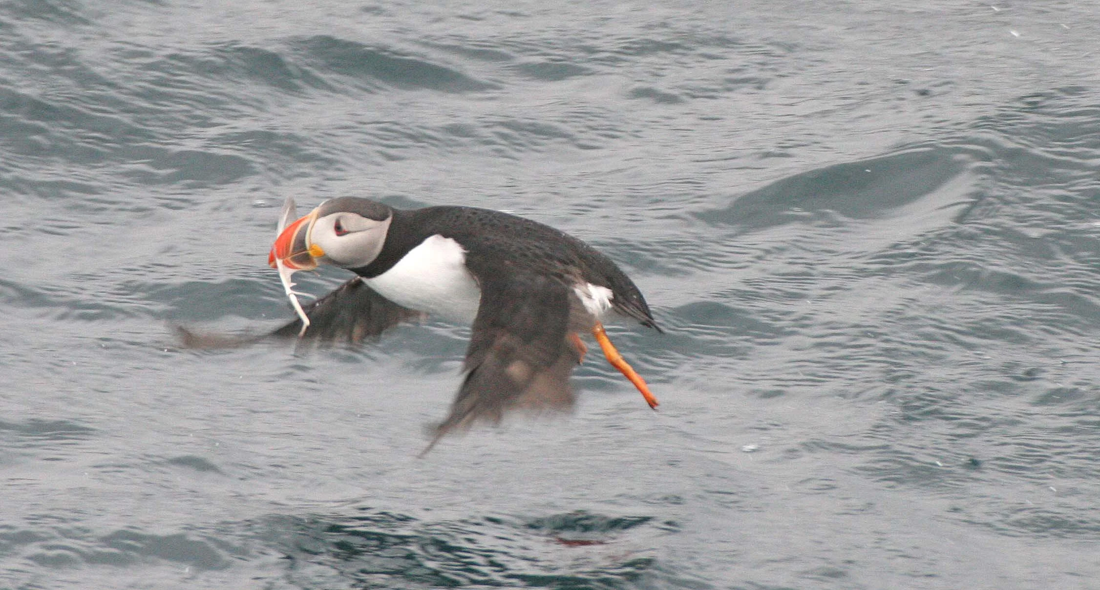Fratercula arctica - ATLANTIC PUFFIN - SVALBARD (18).jpg