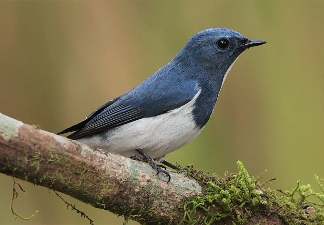 FLYCATCHER - ULTRAMARINE FLYCATCHER - Ficedula superciliaris - DOI LANG WEST, DOI PHA HOM POK NP, CHIANG MAI DEC 2021 (17).jpg