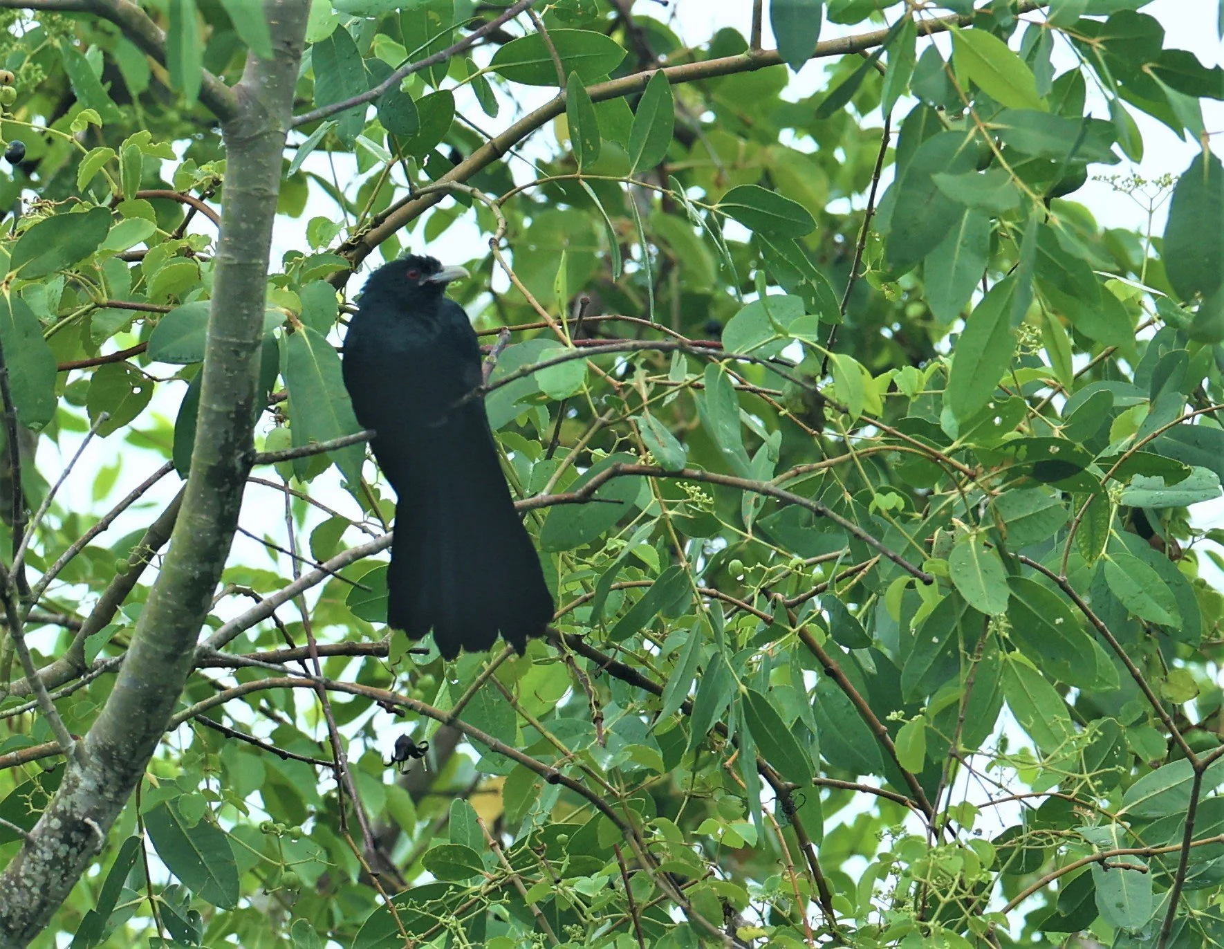 Asian Koel (Eudynamys scolopacea) Pak Thale Salt Ponds Petchaburi Thailand