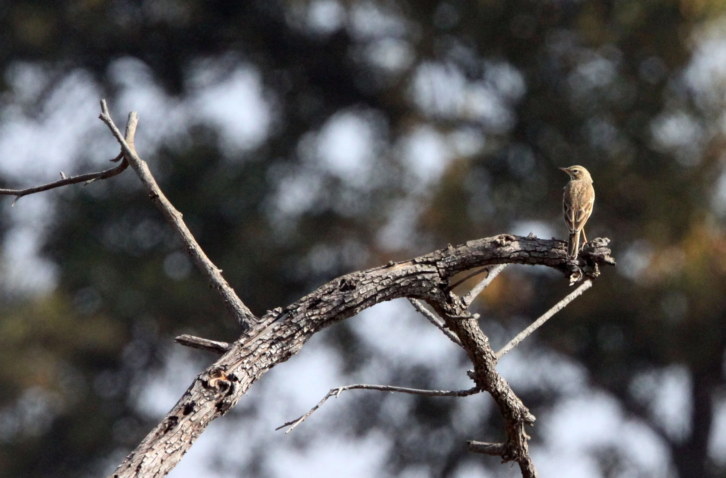 Tawny Pipit (Anthus campestris) KANHA NATIONAL PARK INDIA (3).JPG
