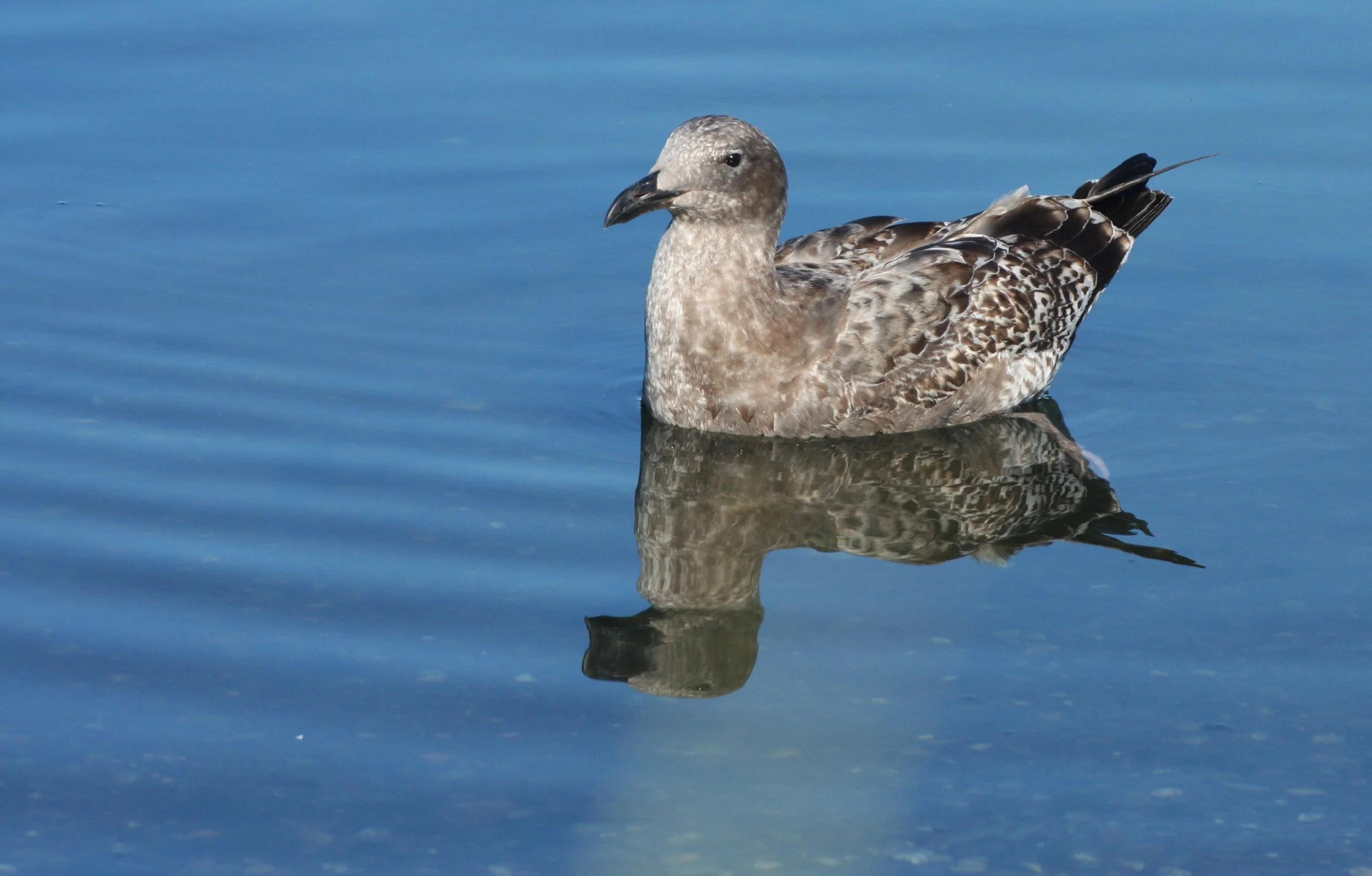 BIRD - GULL - WESTERN GULL - FIRST WINTER FORM - SEQUIM BAY WA (3).JPG