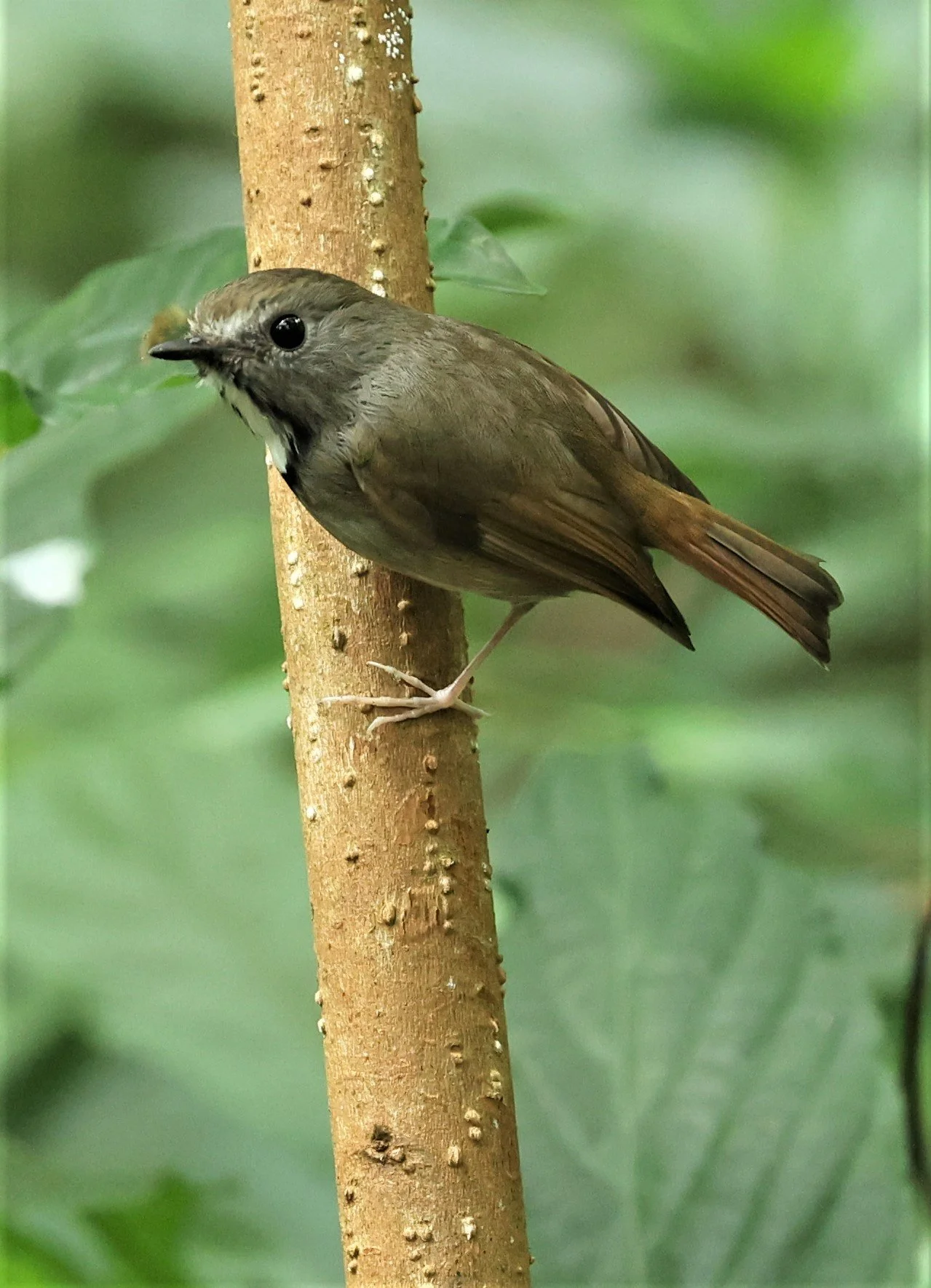 FLYCATCHER - WHITE-GORGETED FLYCATCHER - Anthipes monileger - DOI PHA HOM POK NP DOI LANG EAST FEB 2022 (27).jpg