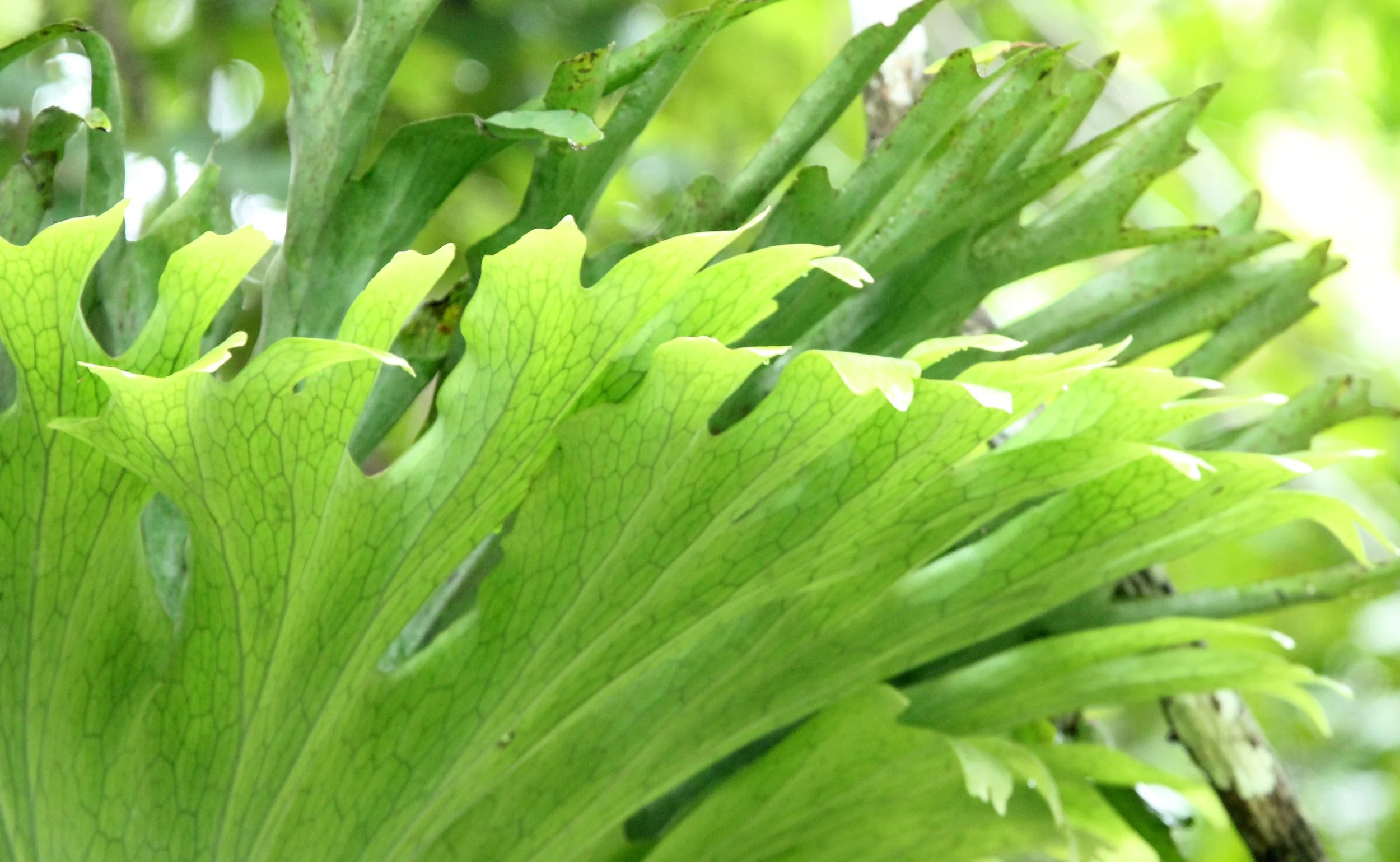 2017 Phu Khieo Wildlife Sanctuary  (15).JPG