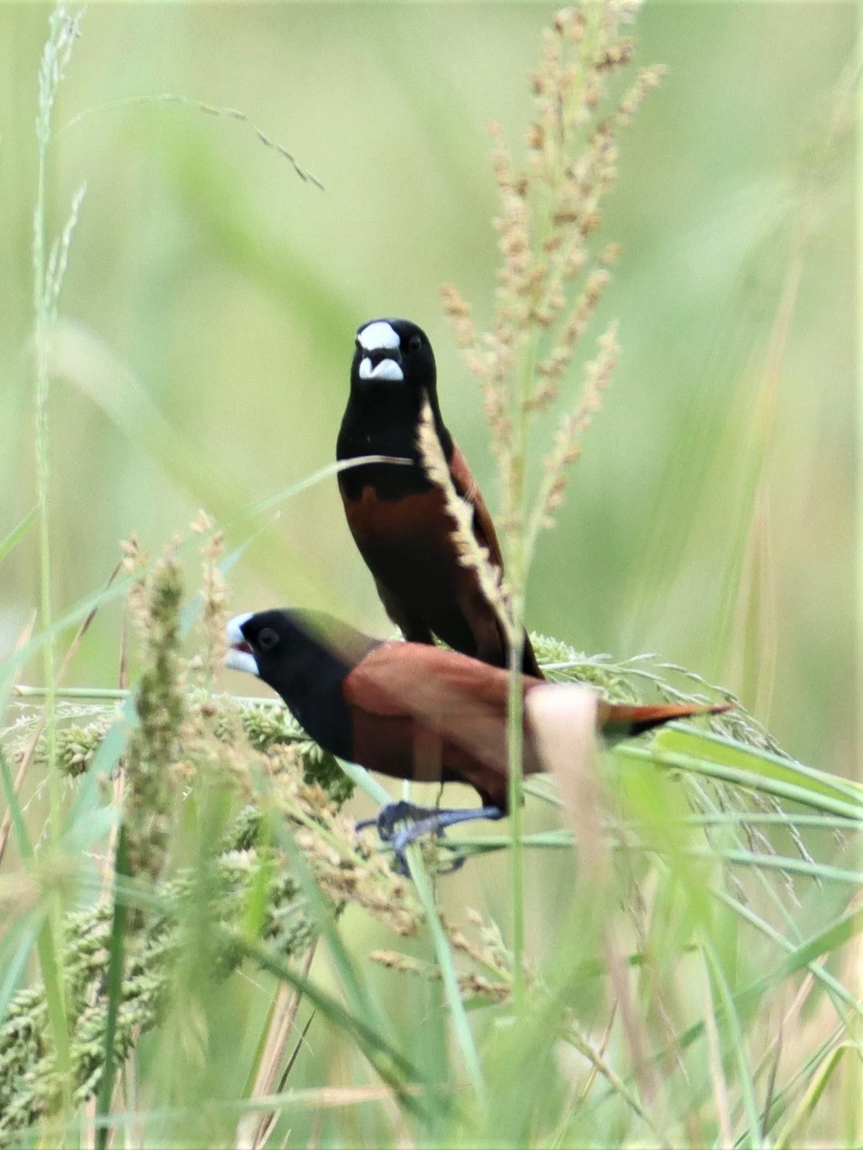 MUNIA - BLACK-HEADED MUNIA - Lonchura malacca - PETBURI RICE FIELDS (2).jpg