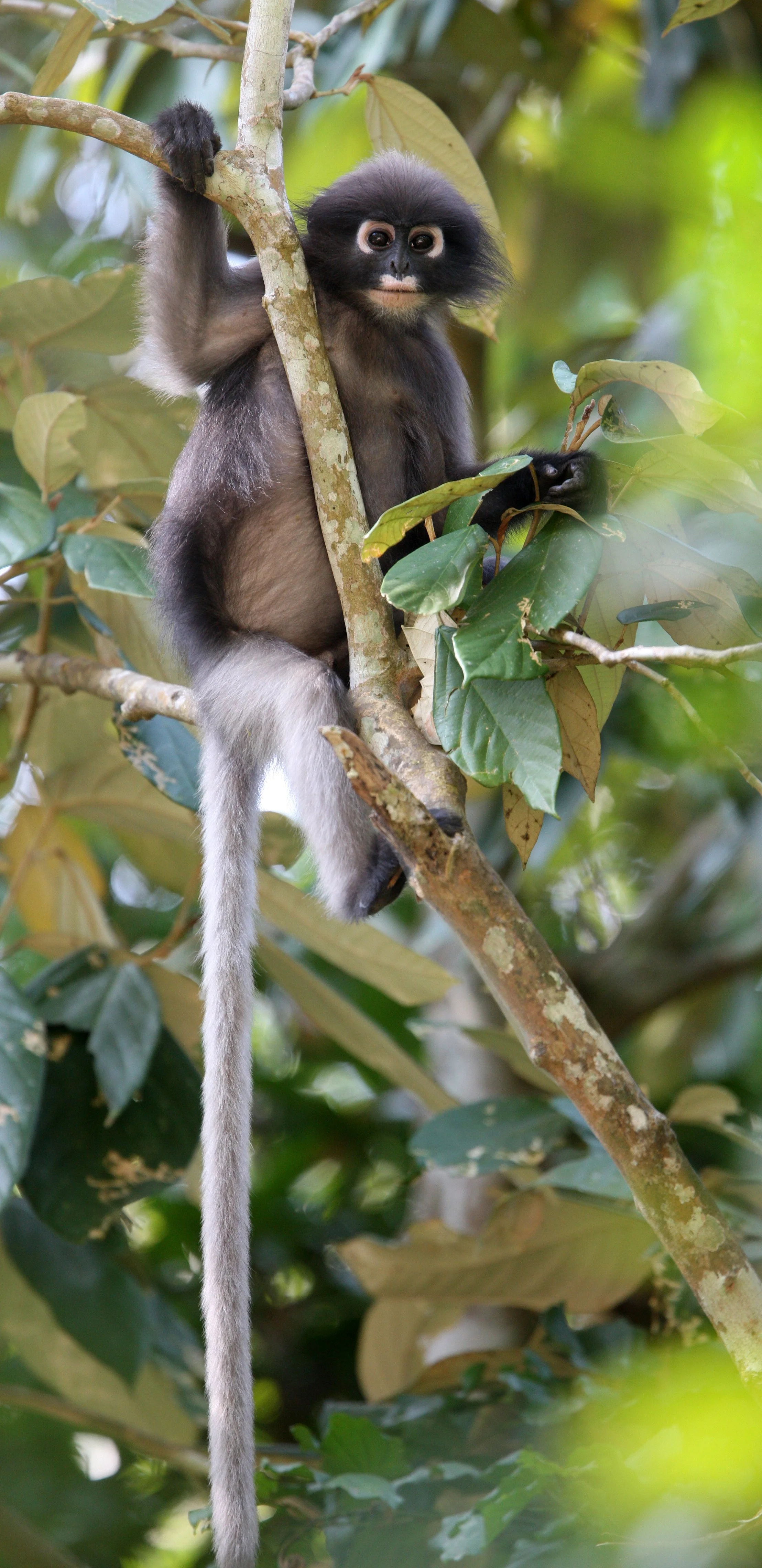 CERCOPITHECIDAE - Trachypithecus obscurus flavicauda - BLOND-TAILED (DUSKY) LANGUR - KAENG KRACHAN NP THAILAND (43).JPG