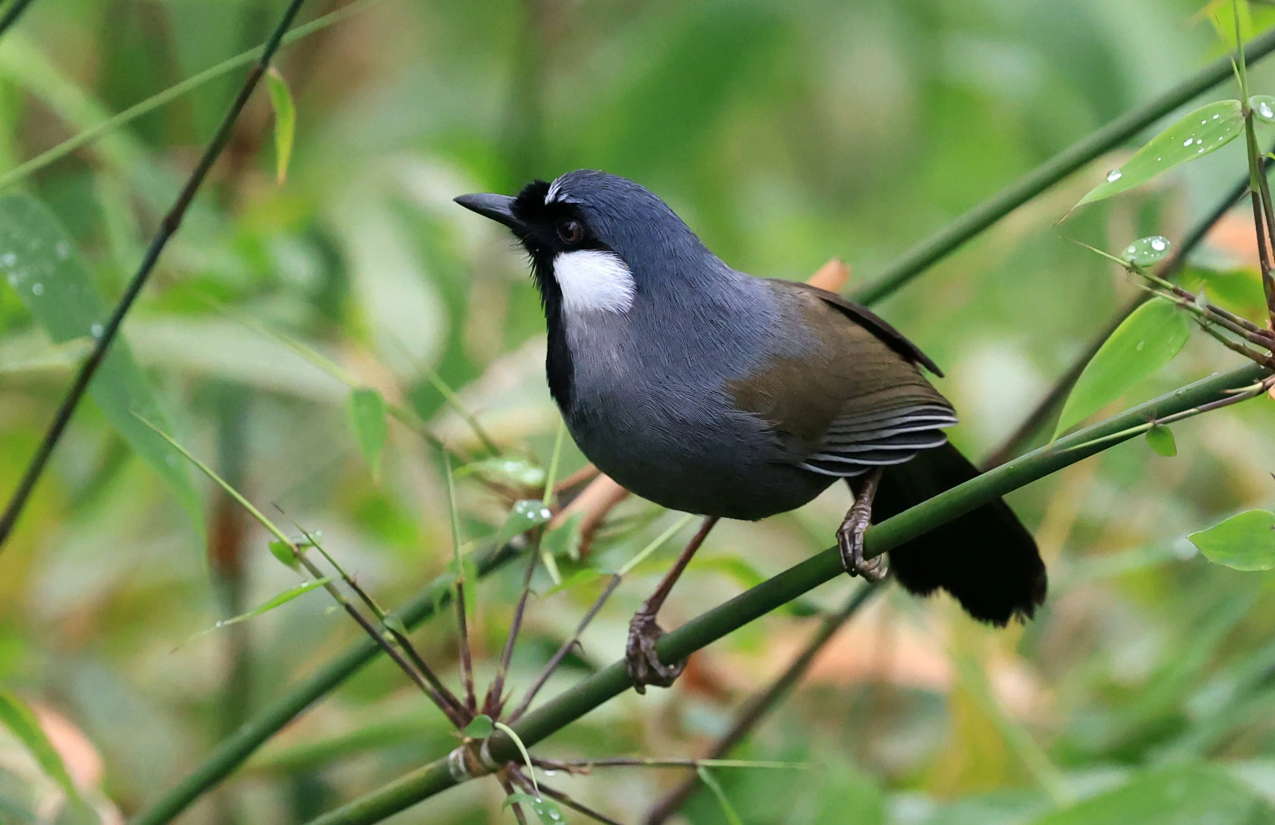 Black-throated Laughingthrush (Pterorhinus chinensis) Khao Yai National Park Feb 2026 Day 2 (72).jpg