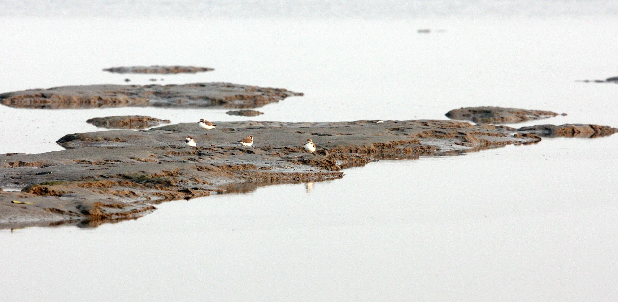 BIRD - PLOVER - KENTISH PLOVER -  NANKOU, RUDONG, CHINA (7).JPG