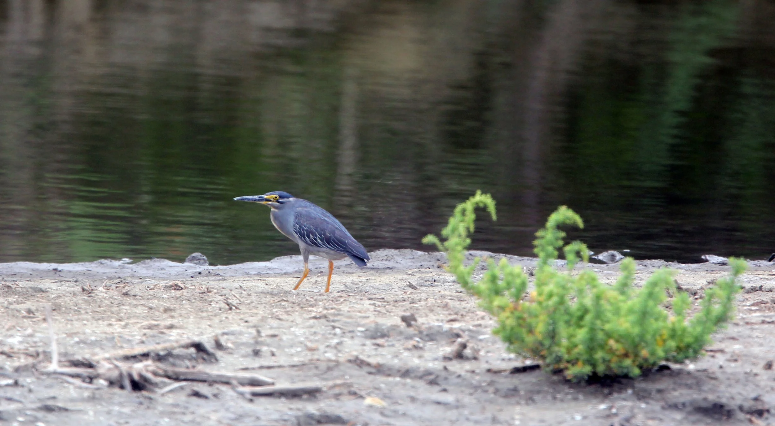 HERON - LITTLE HERON - Butorides striatus - KHAO SAM ROI YOT THAILAND (5).JPG