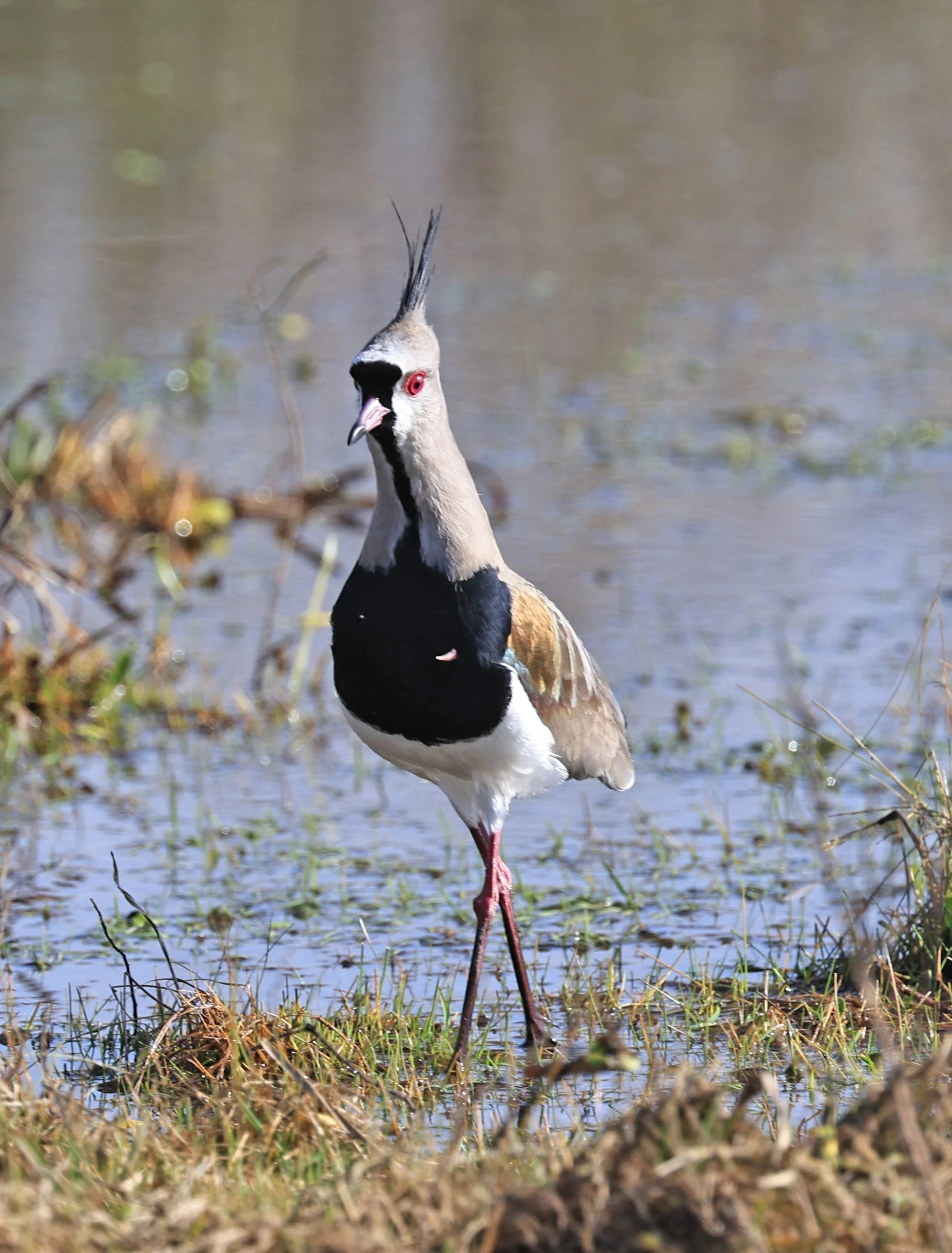 Southern Lapwing (Vanellus chilensis) El Palmar National Park, Entre Rios, Argentina (237).jpg