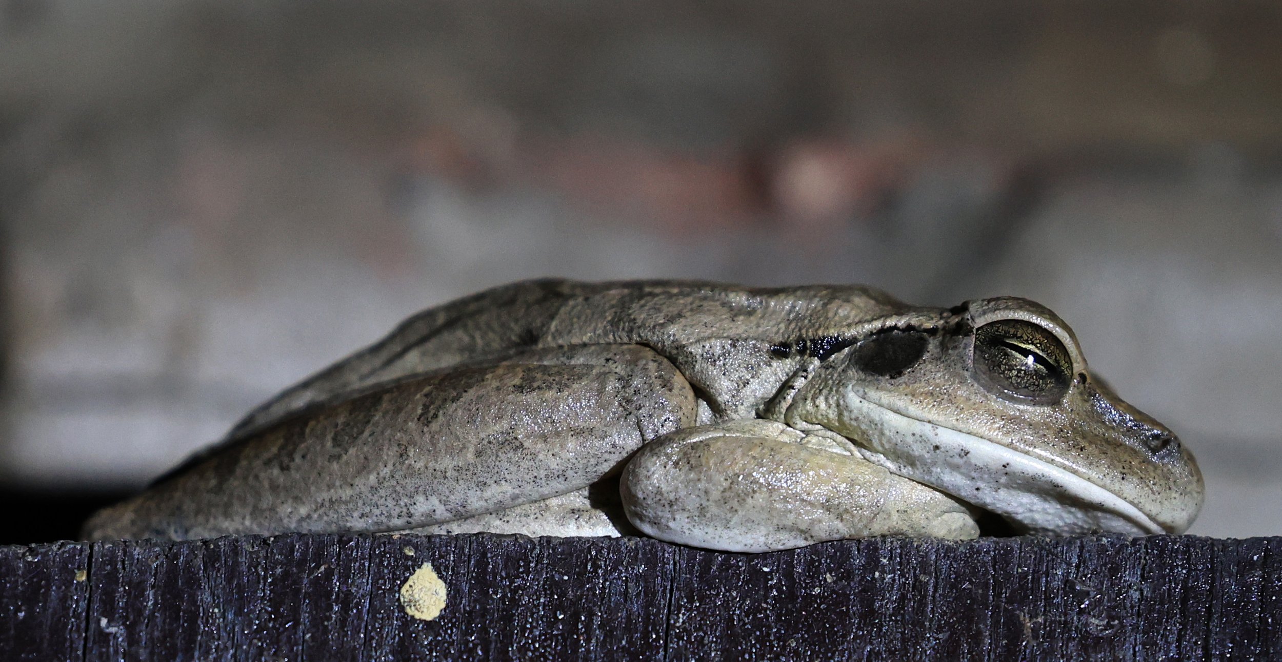 Chaco Tree Frog (Boana raniceps) Fortin Toledo Paraguay  (4).jpg