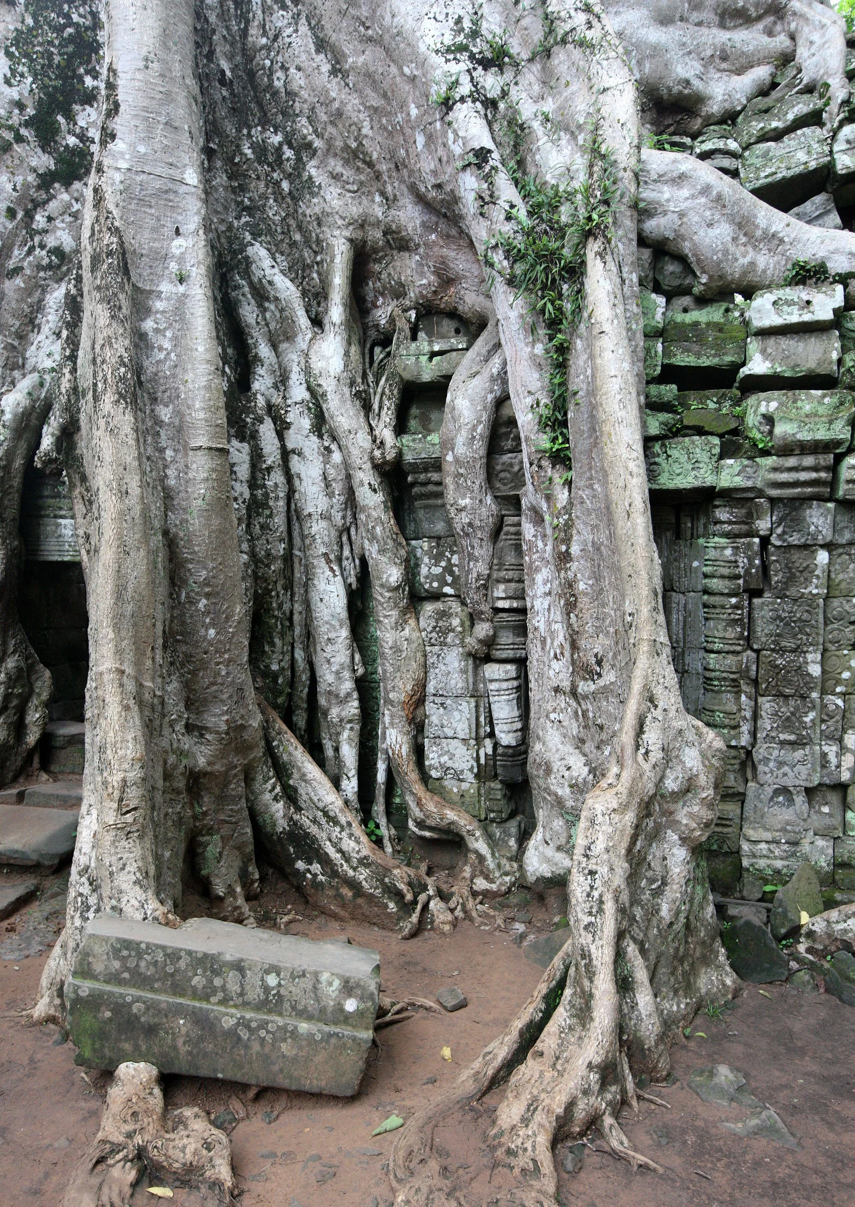 TA PROHM TEMPLE CAMBODIA - JULY 2010 (63).JPG