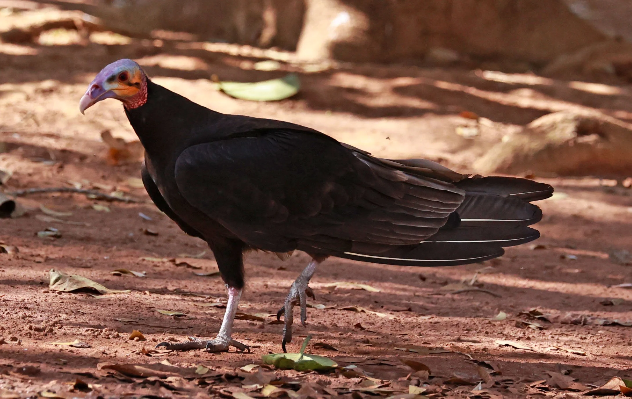 Vulture - Lesser Yellow-headed Vulture - Cathartes burrovianus - Emas National Park, Goias Brazil (3).jpg