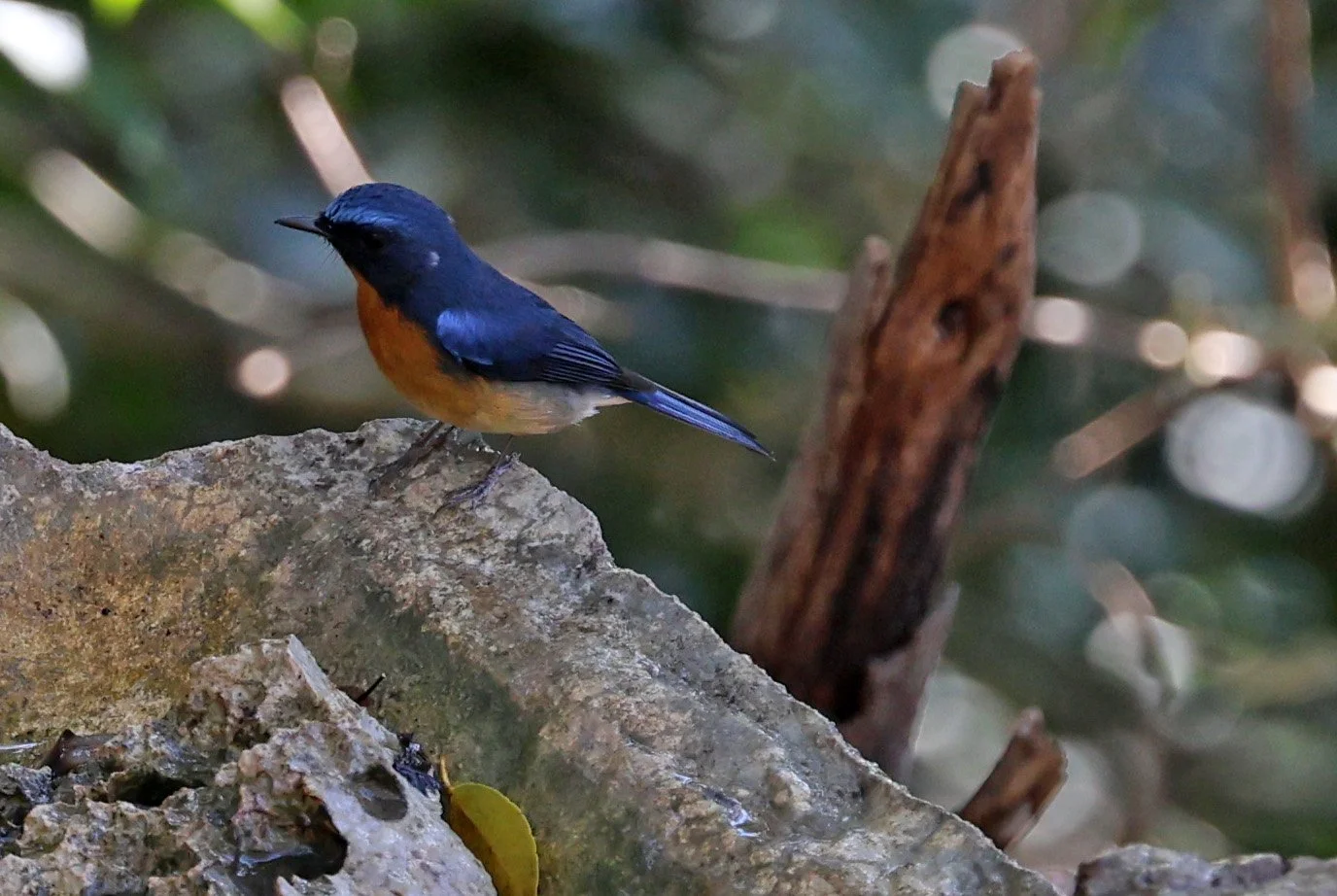 Indochinese Blue Flycatcher (Cyornis sumatrensis) The Rock Viewpoint, Khammouane Province Laos (2).jpg
