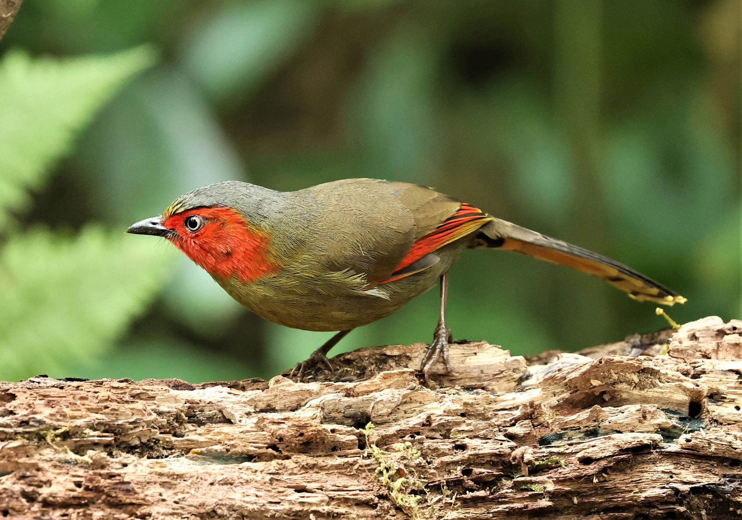 LIOCICHLA - SCARLET-FACED LIOCICHLA - Liocichla ripponi - DOI PHA HOM POK NP DOI LANG EAST FEB 2022 (104).jpg