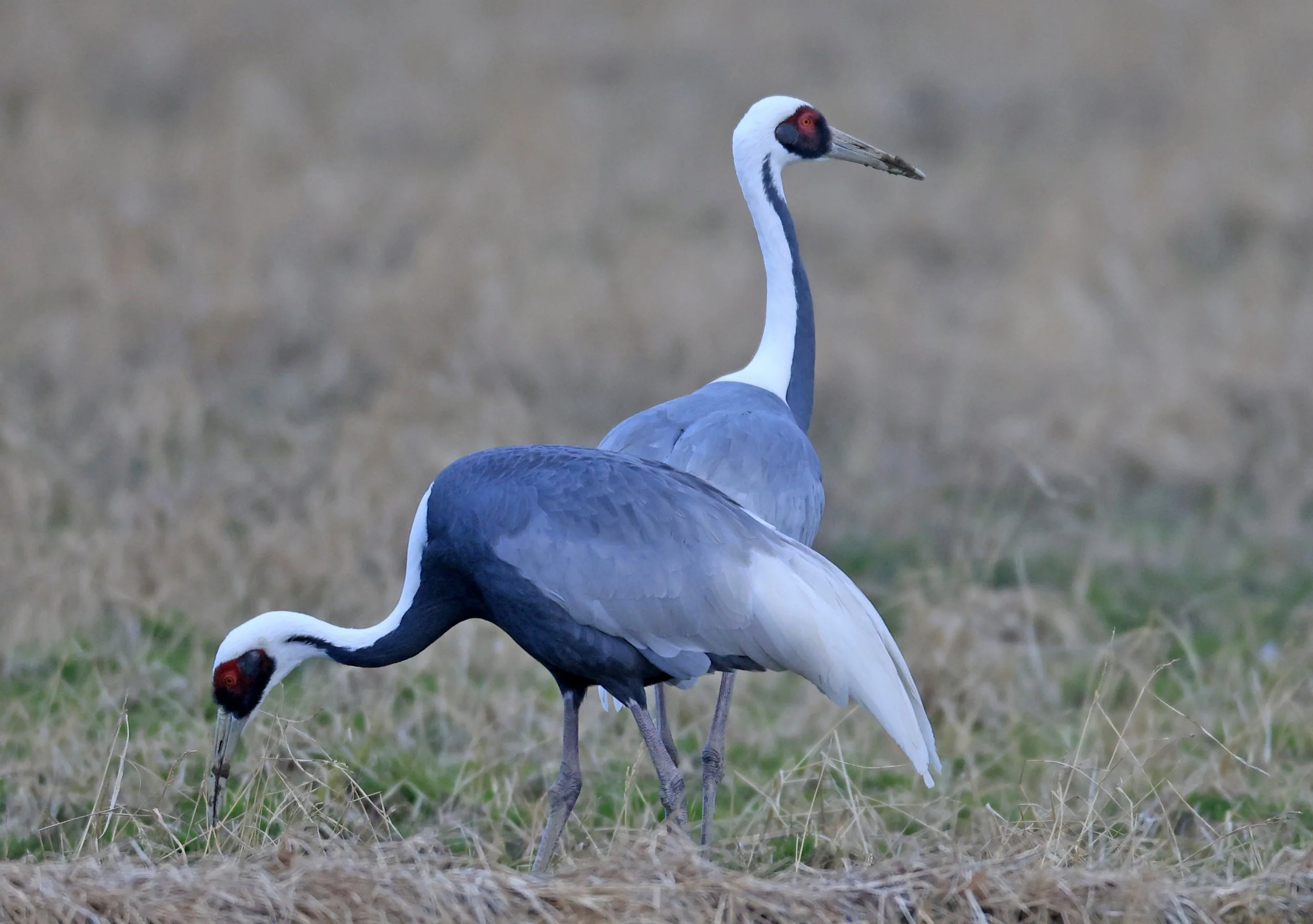 White-naped Crane (Antigone vipio) Izumi Crane Park & Center, Izumi Kagoshima Kyushu Japan (77).jpg