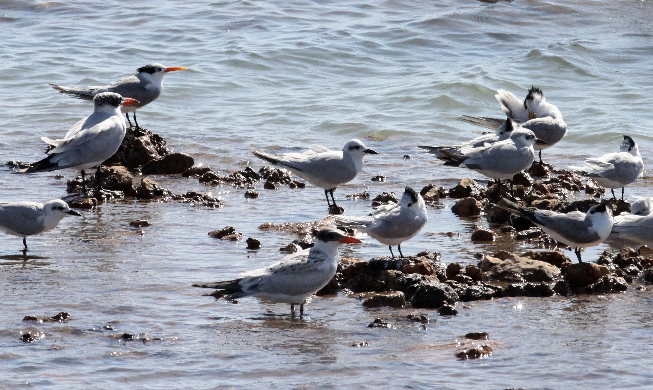 BIRD - TERN - LESSER CRESTED TERNS WITH GULL-BILLED AND CASPIAN TERNS - SOMCHAT GUJARAT INDIA (4).JPG