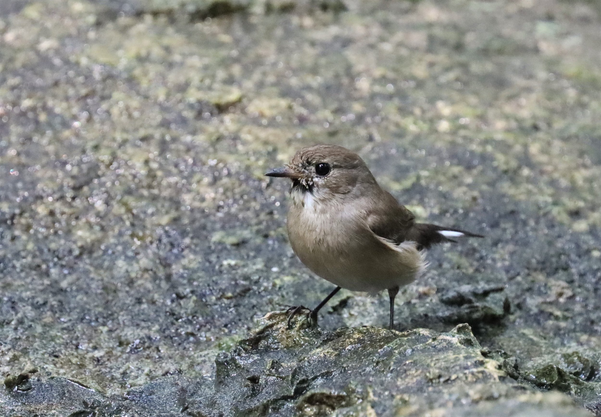 FLYCATCHER - LARGE BLUE FLYCATCHER - Cyornis magnirostris - WAT THAM PRATHUN CHONBURI (86).jpg
