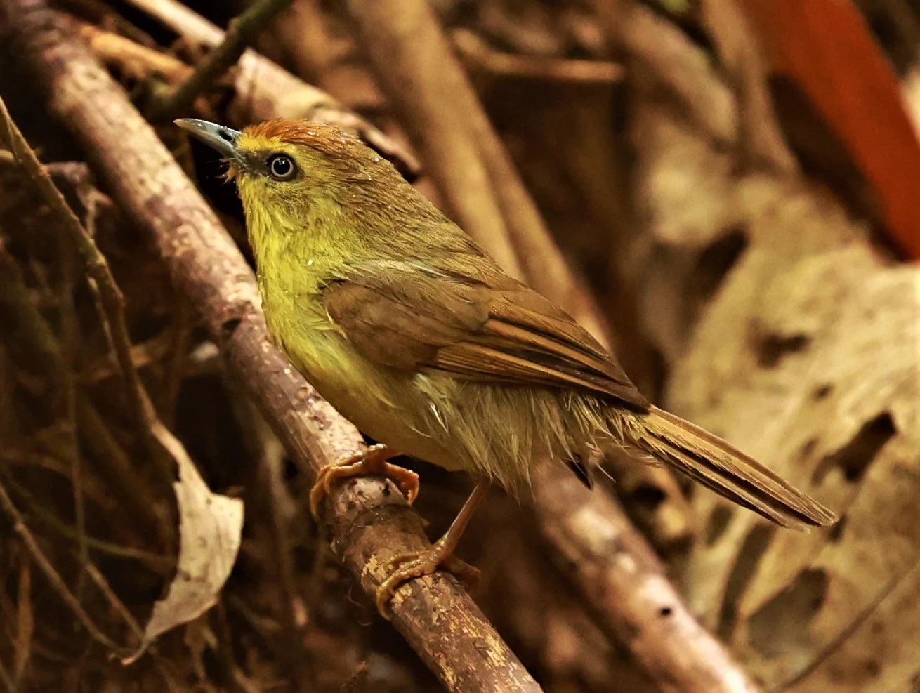 TIT-BABBLER - PIN-STRIPED TIT-BABBLER - Mixornis gularis - PHU SUAN SAI NATIONAL PARK LOEI PROVINCE (15).jpg