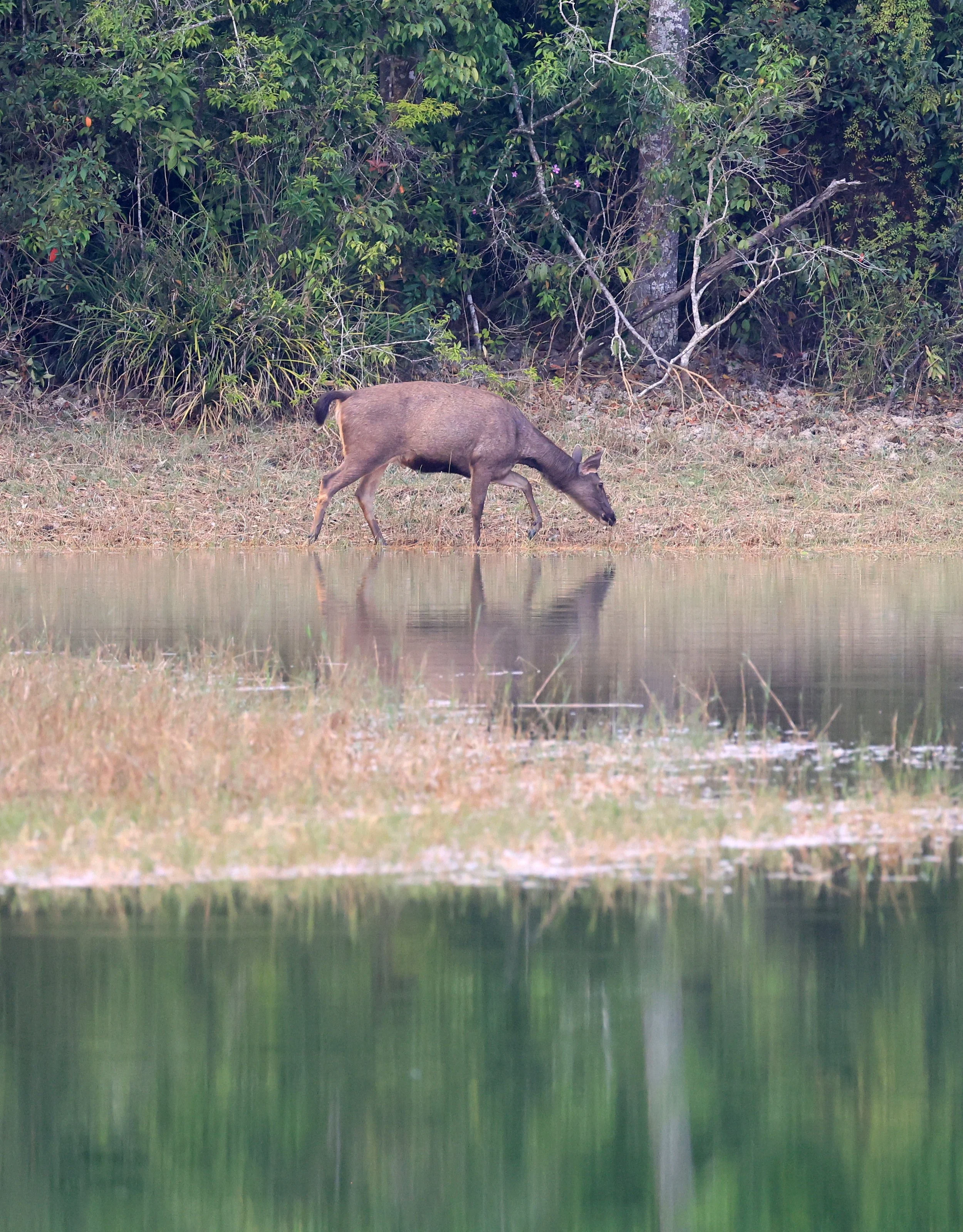Indochinese Sambar (Rusa unicolor cambojensis) Khao Yai National Park, Thailand (6).jpg