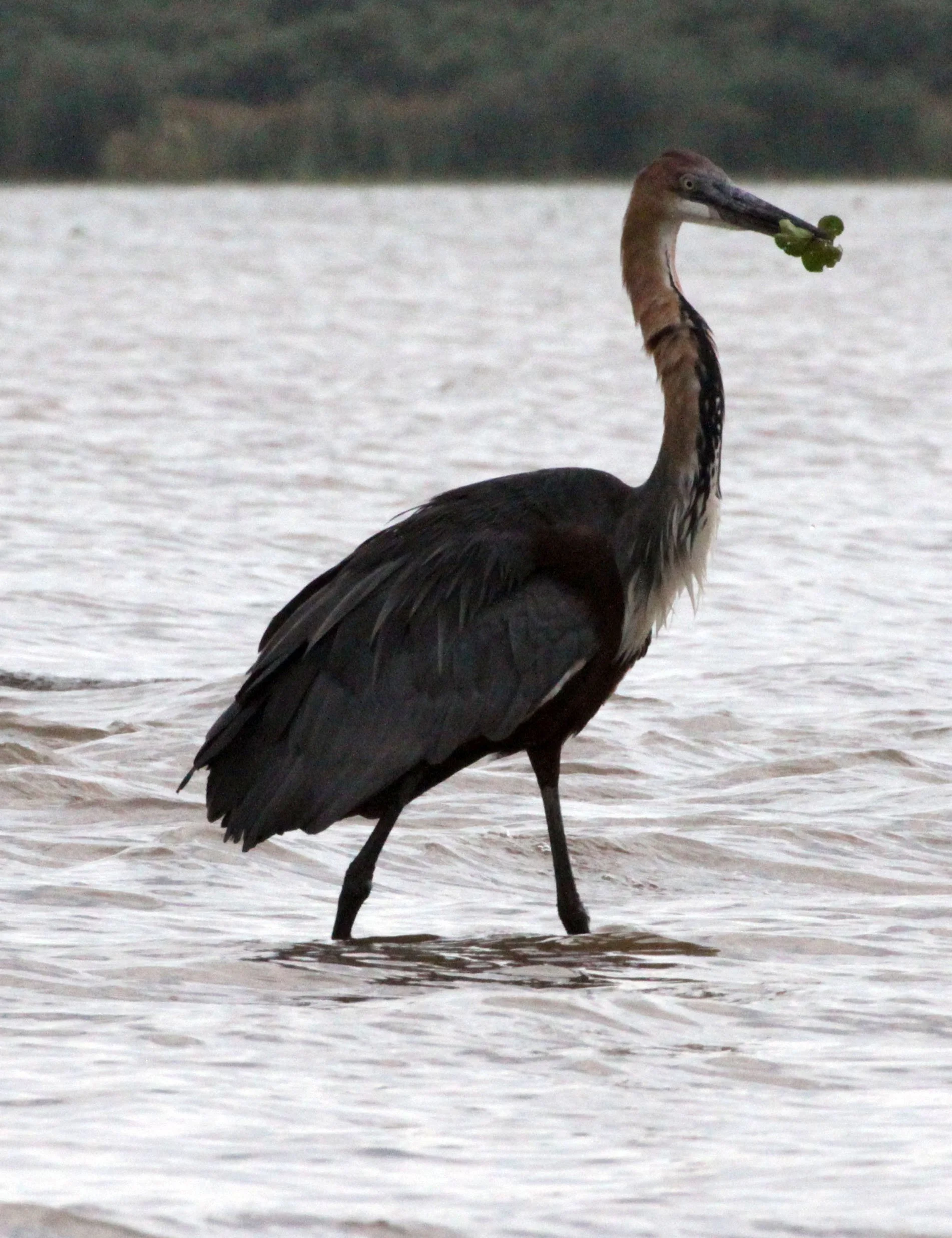 HERON - GOLIATH HERON - Ardea goliath - NECH SAR NATIONAL PARK ETHIOPIA (7).JPG