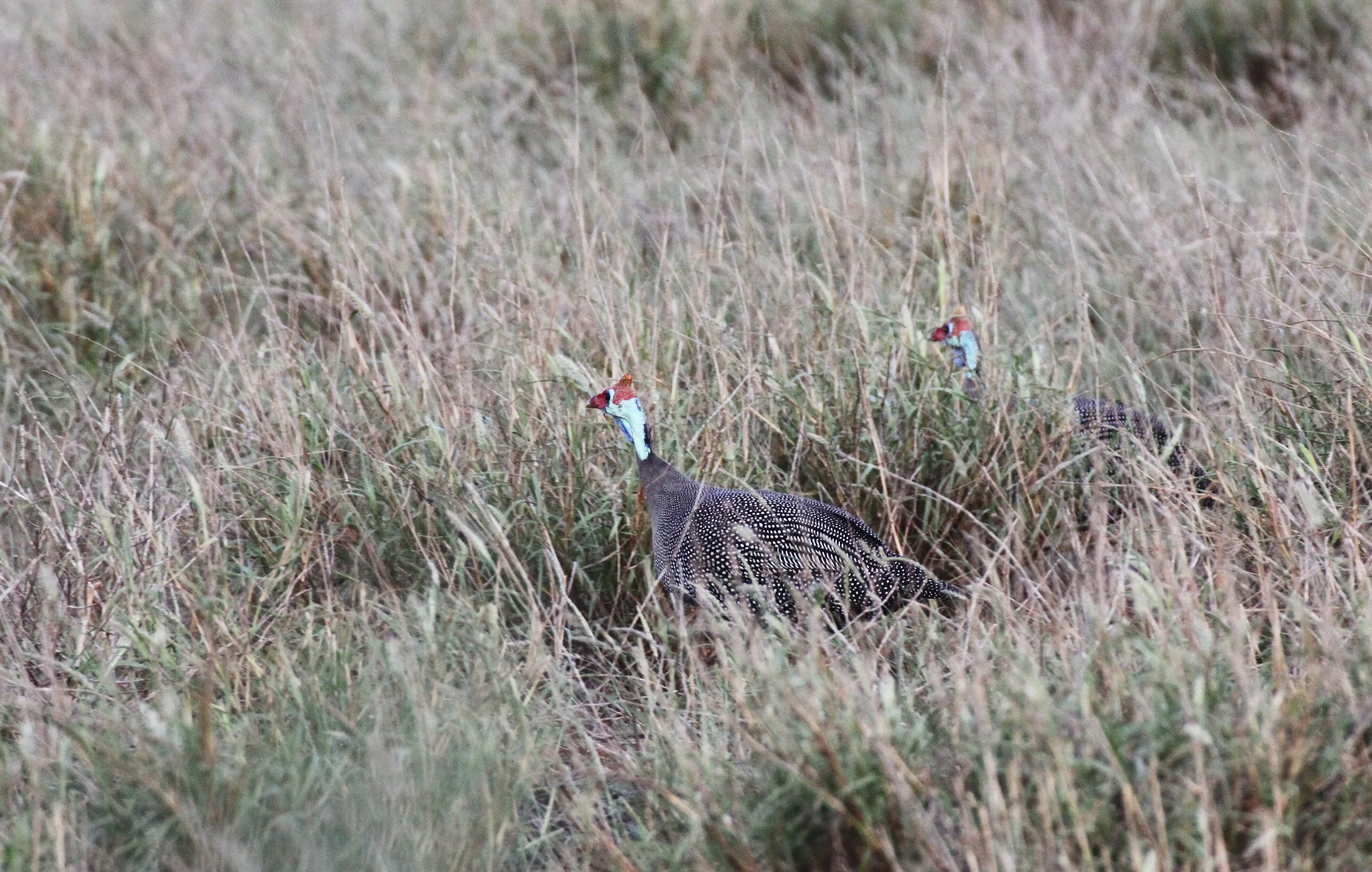 BIRD - GUINEAFOWL - HELMETED GUINEAFOWL - BERENTY RESERVE MADAGASCAR.JPG