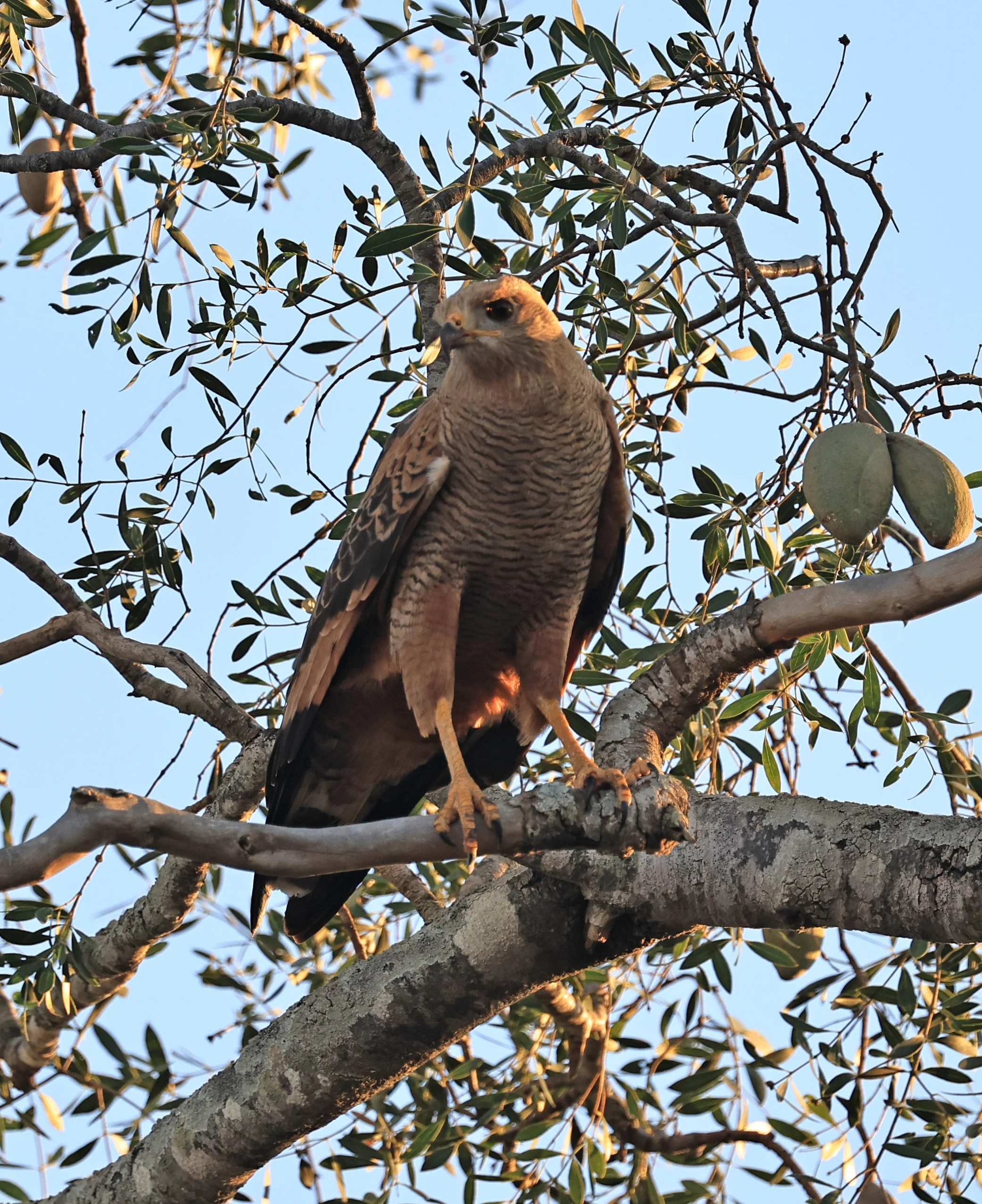 Savanna Hawk (Buteogallus meridionalis) Agua Dulce Paraguay (1).jpg