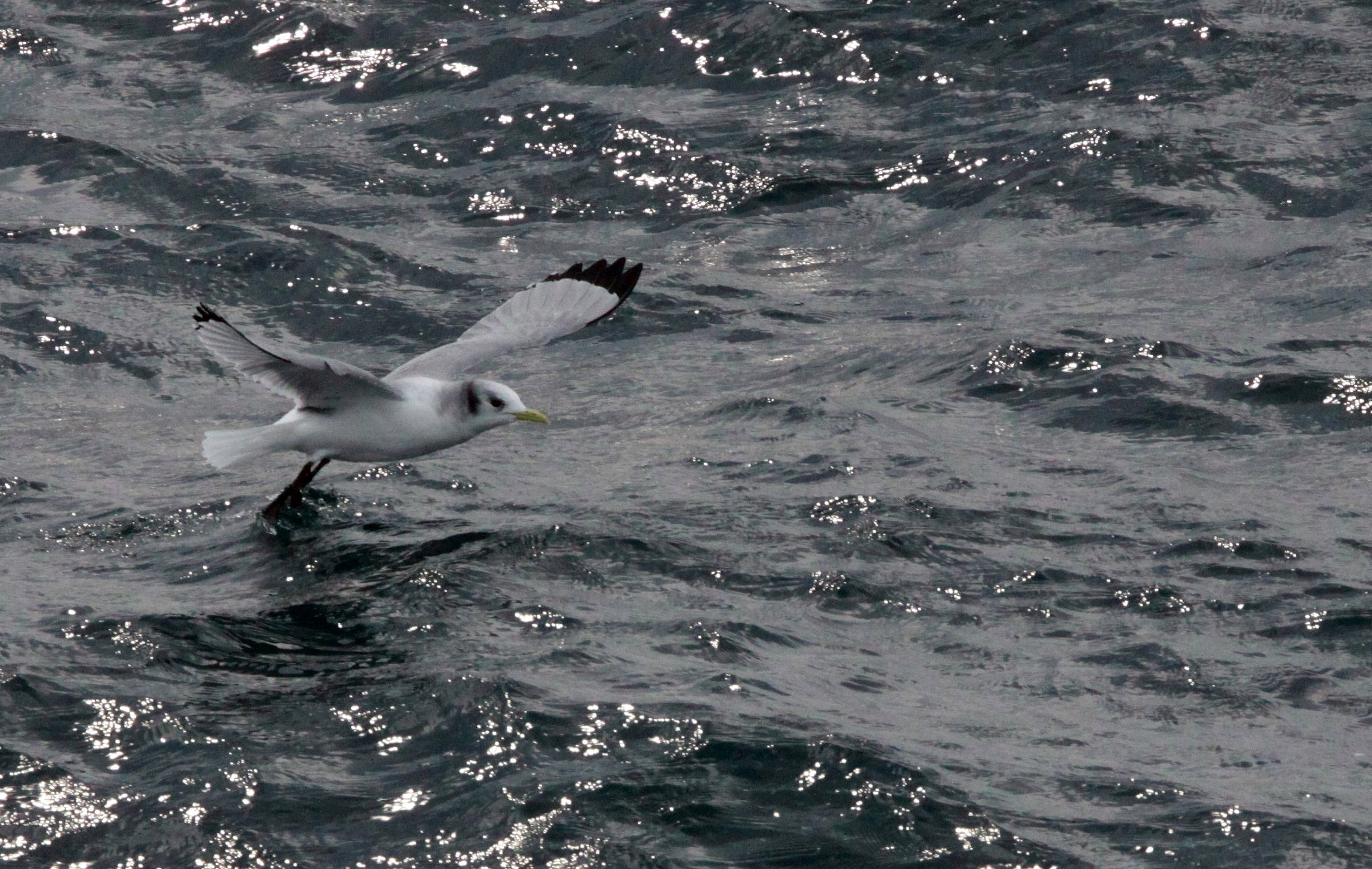 BIRD - KITTIWAKE - BLACK-LEGGED KITTIWAKE - IRAGO STRAIT JAPAN (2).JPG