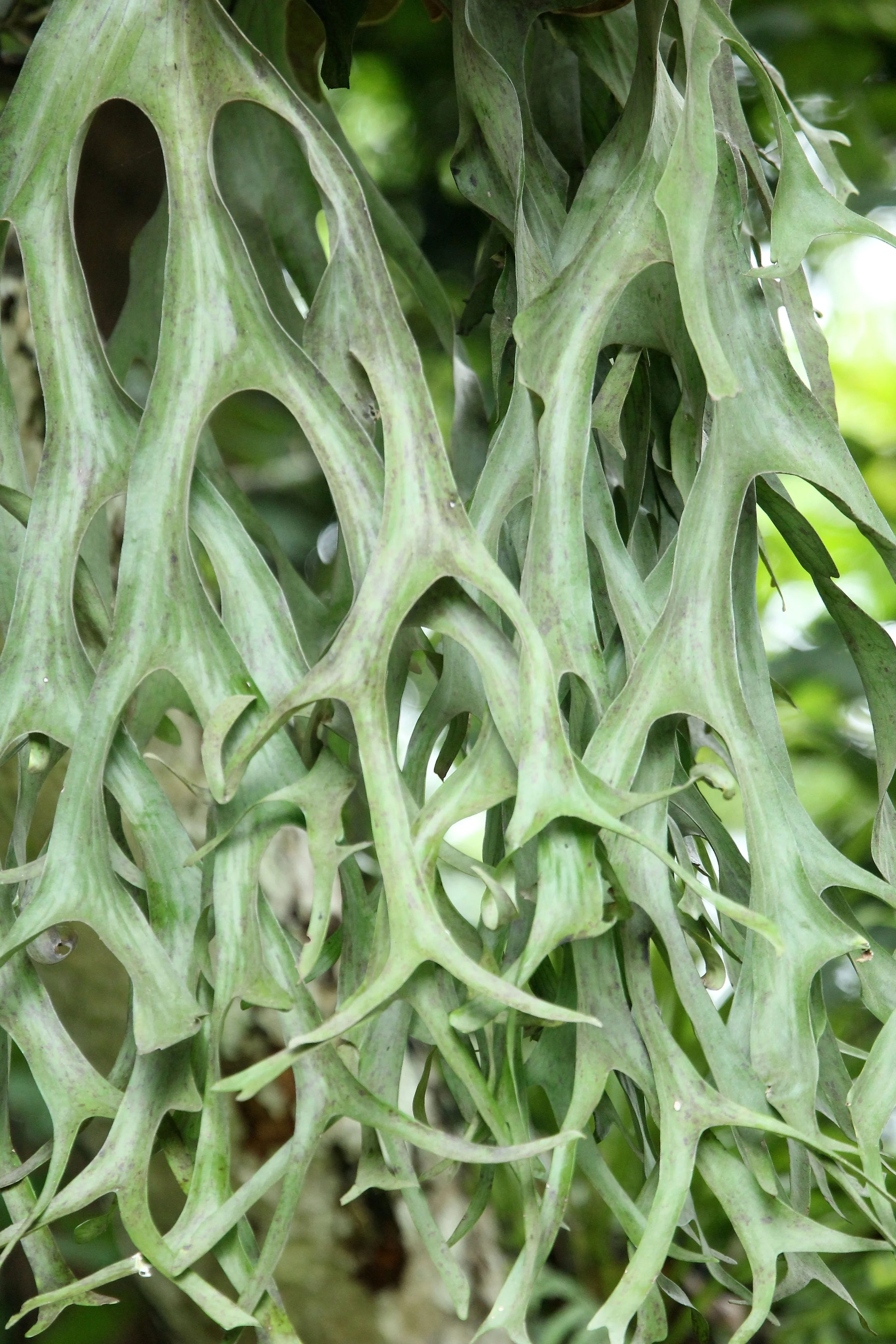 2017 Phu Khieo Wildlife Sanctuary  (17).JPG