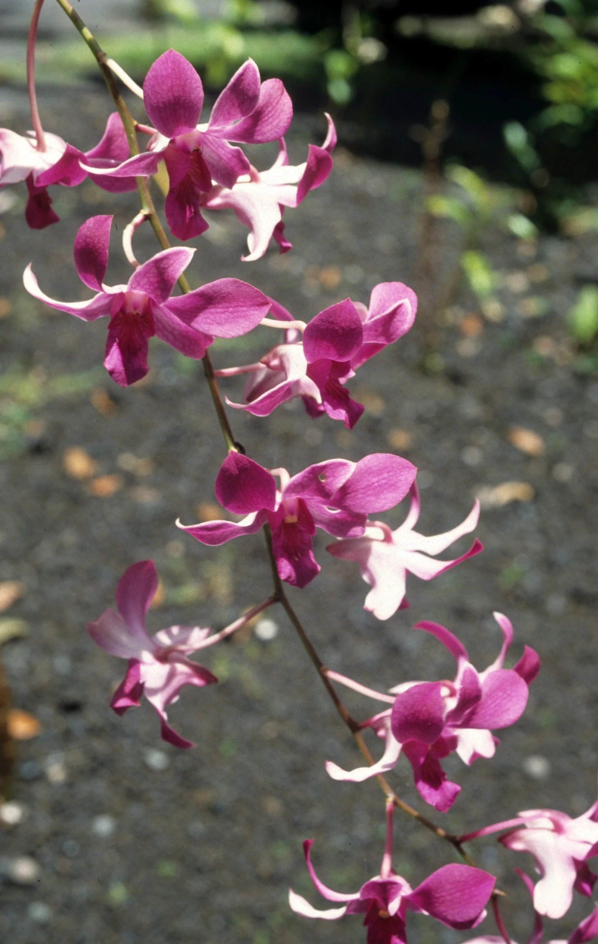 HAWAII - HAWAII - ORCHID - SPECIES.jpg