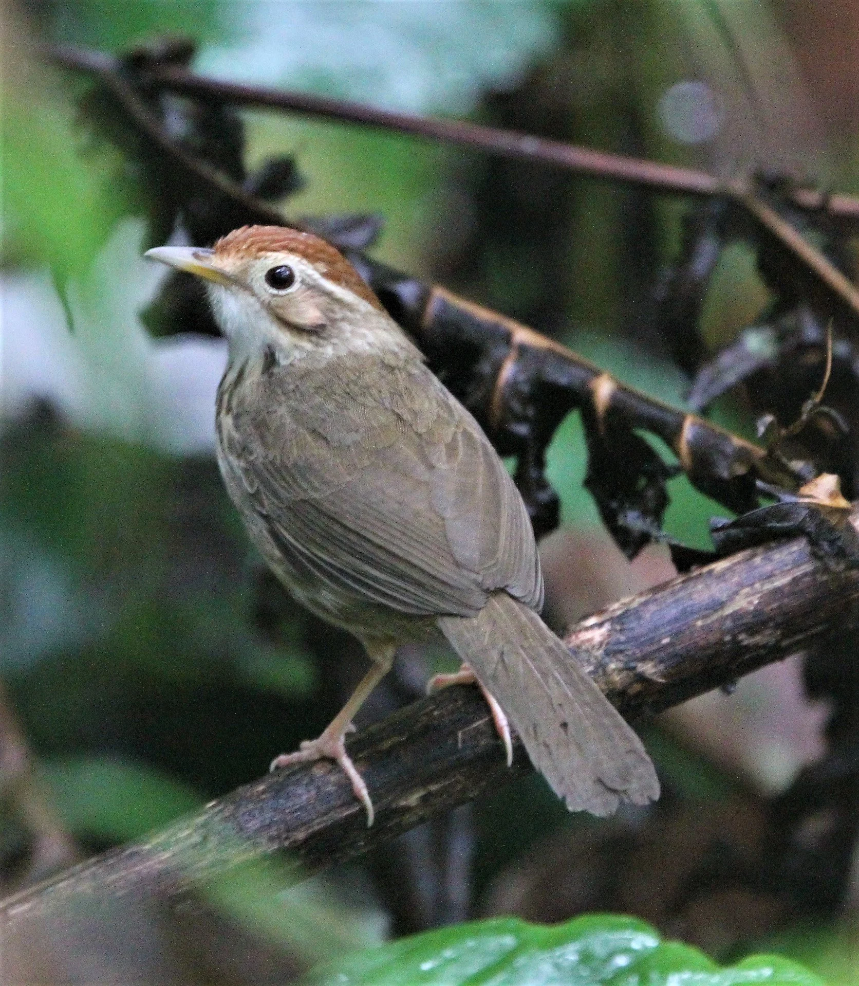 BABBLER - PUFF-THROATED BABBLER - Pellorneum ruficeps - HALA BALA NATIONAL WILDLIFE SANCTUARY.jpg