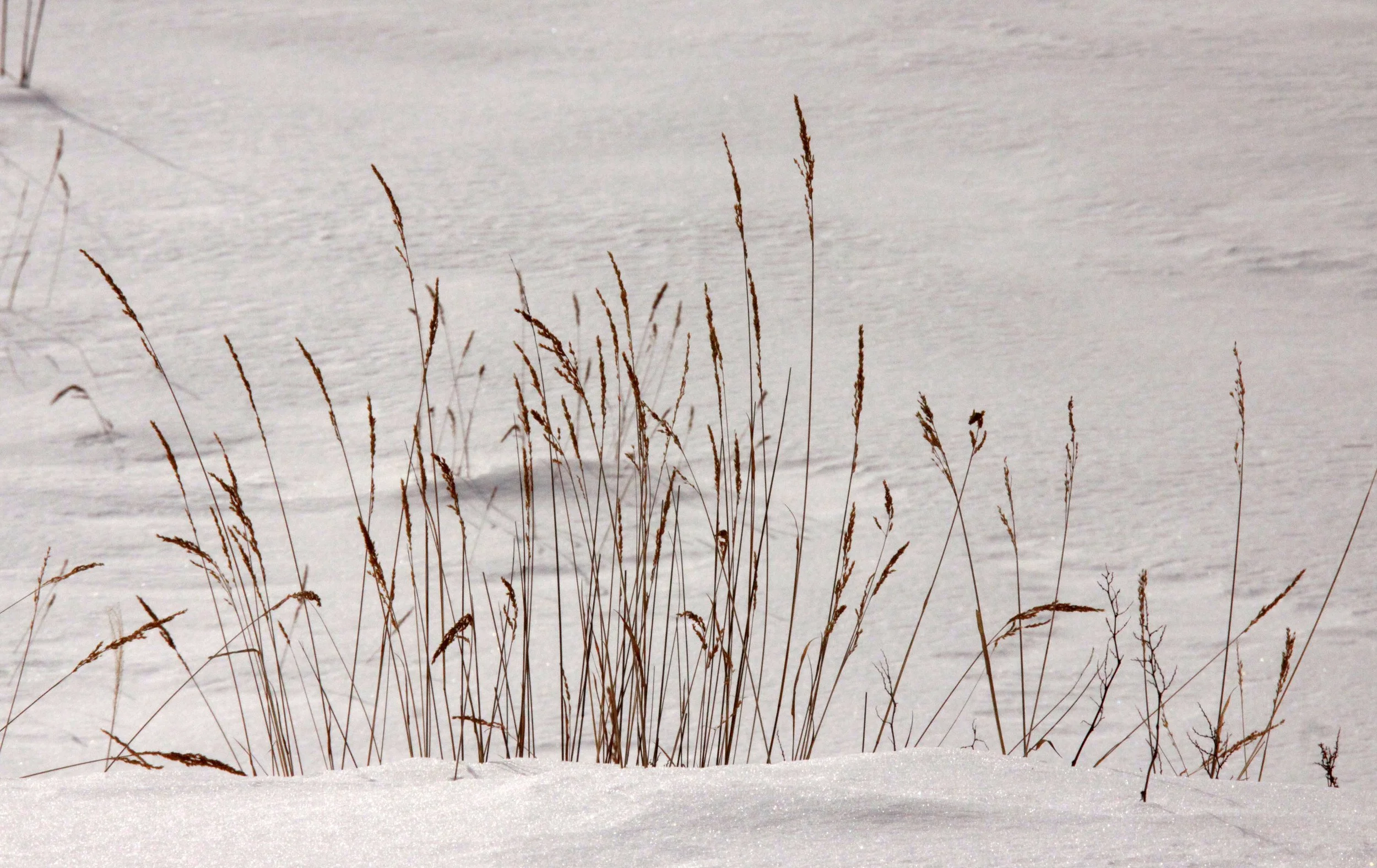 MOUNT ASAMA - JOSHIN'ETSUKOGEN NATIONAL PARK JAPAN (10).JPG