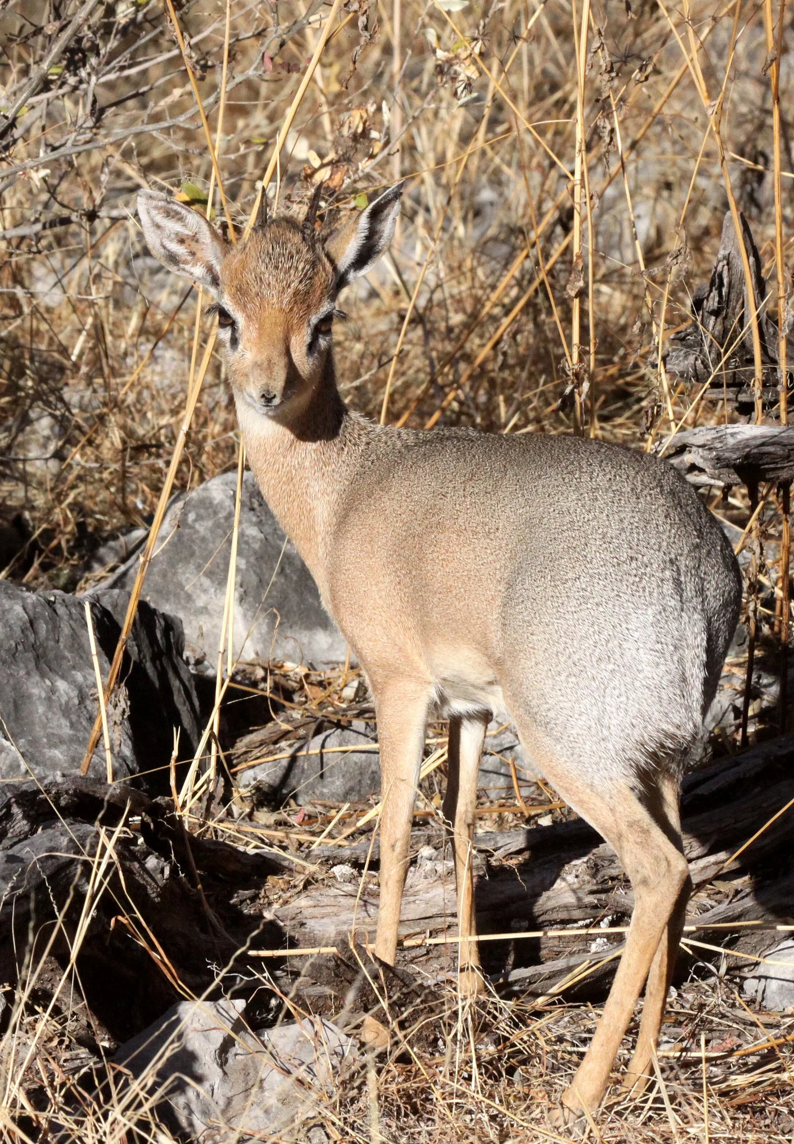 DIK-DIK - DAMARA DIK-DIK - Madoqua damarensis - ETOSHA NATIONAL PARK NAMIBIA (19).JPG